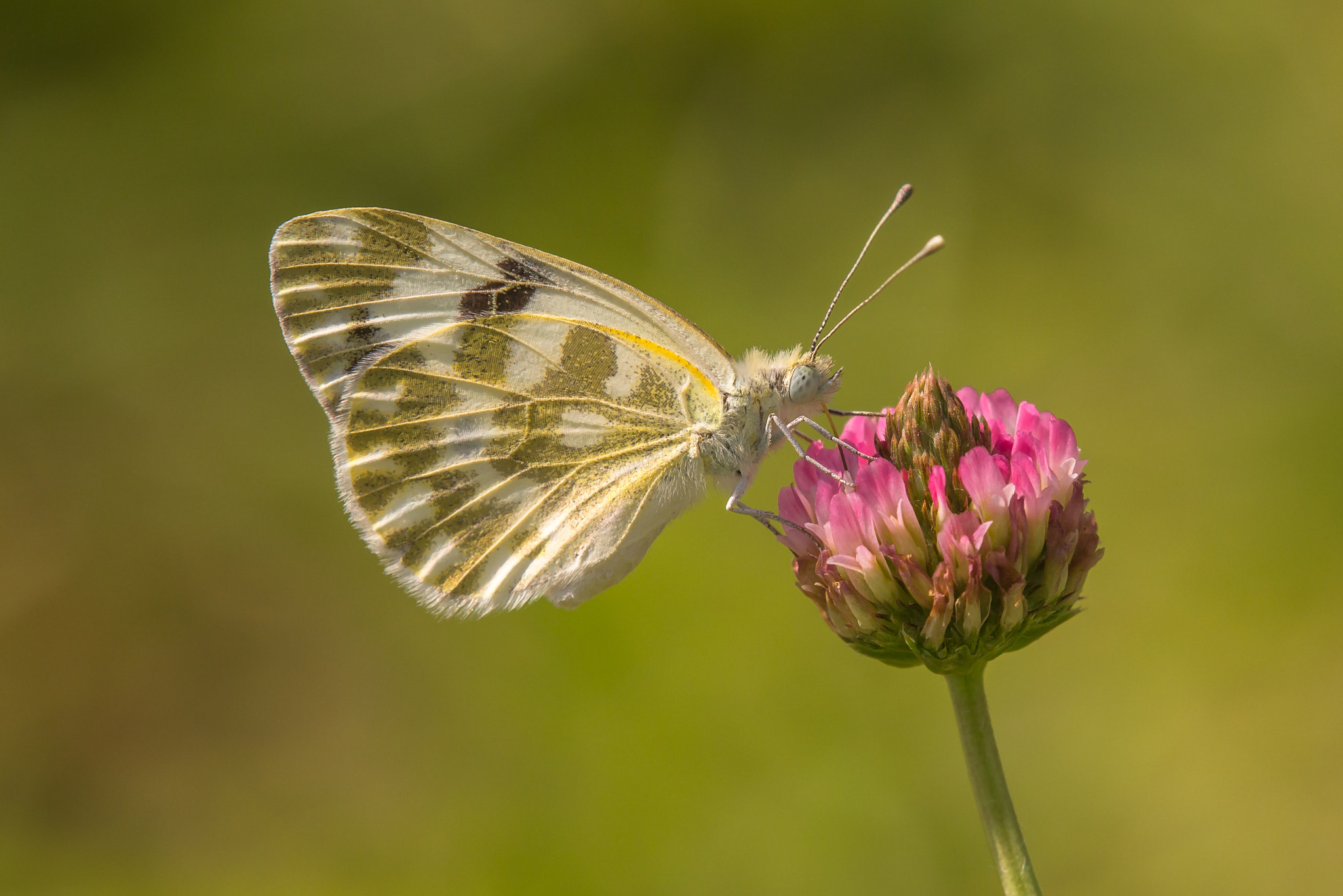 Canon EOS 60D + Tamron SP AF 180mm F3.5 Di LD (IF) Macro sample photo. Pontia daplidice photography