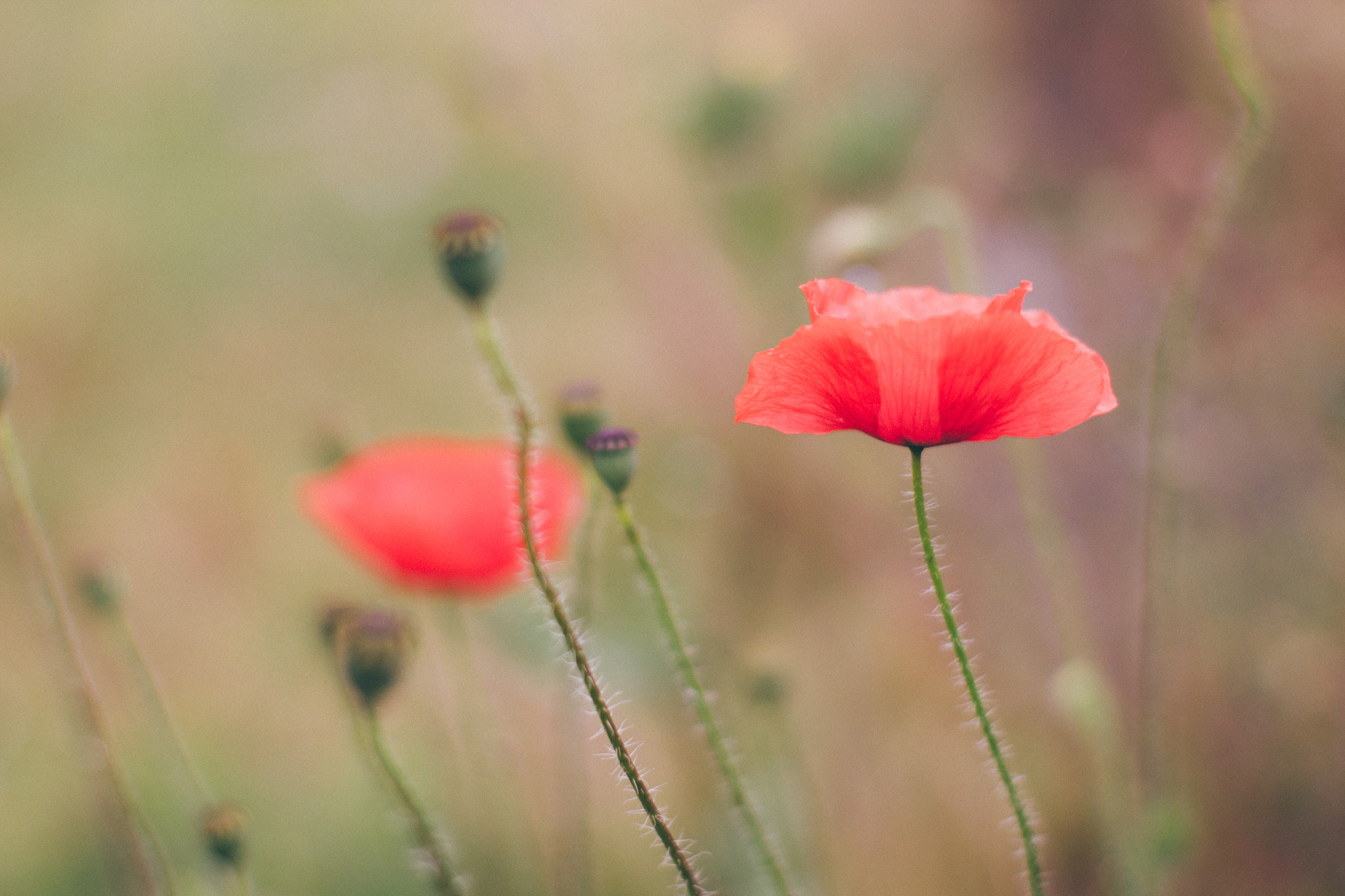 Canon EOS 60D + Canon EF 50mm F1.4 USM sample photo. Wild poppies photography
