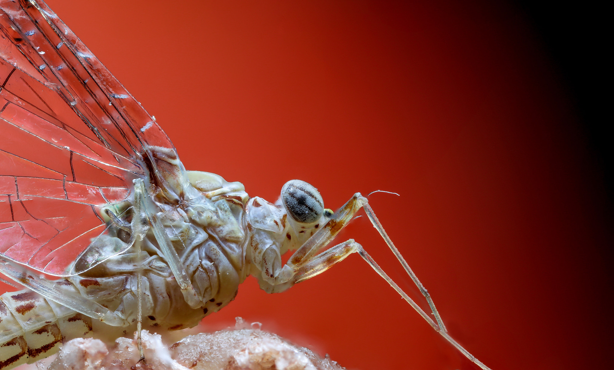 Canon MP-E 65mm F2.5 1-5x Macro Photo sample photo. Fddceo photography
