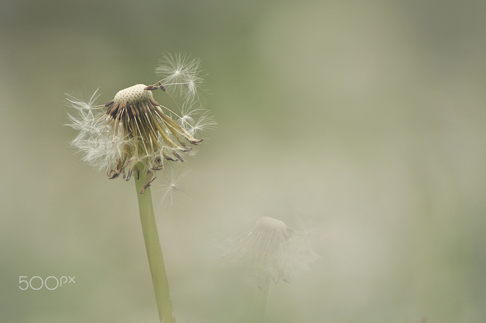Nikon D300S sample photo. Keep your face to the sunshine…….. photography