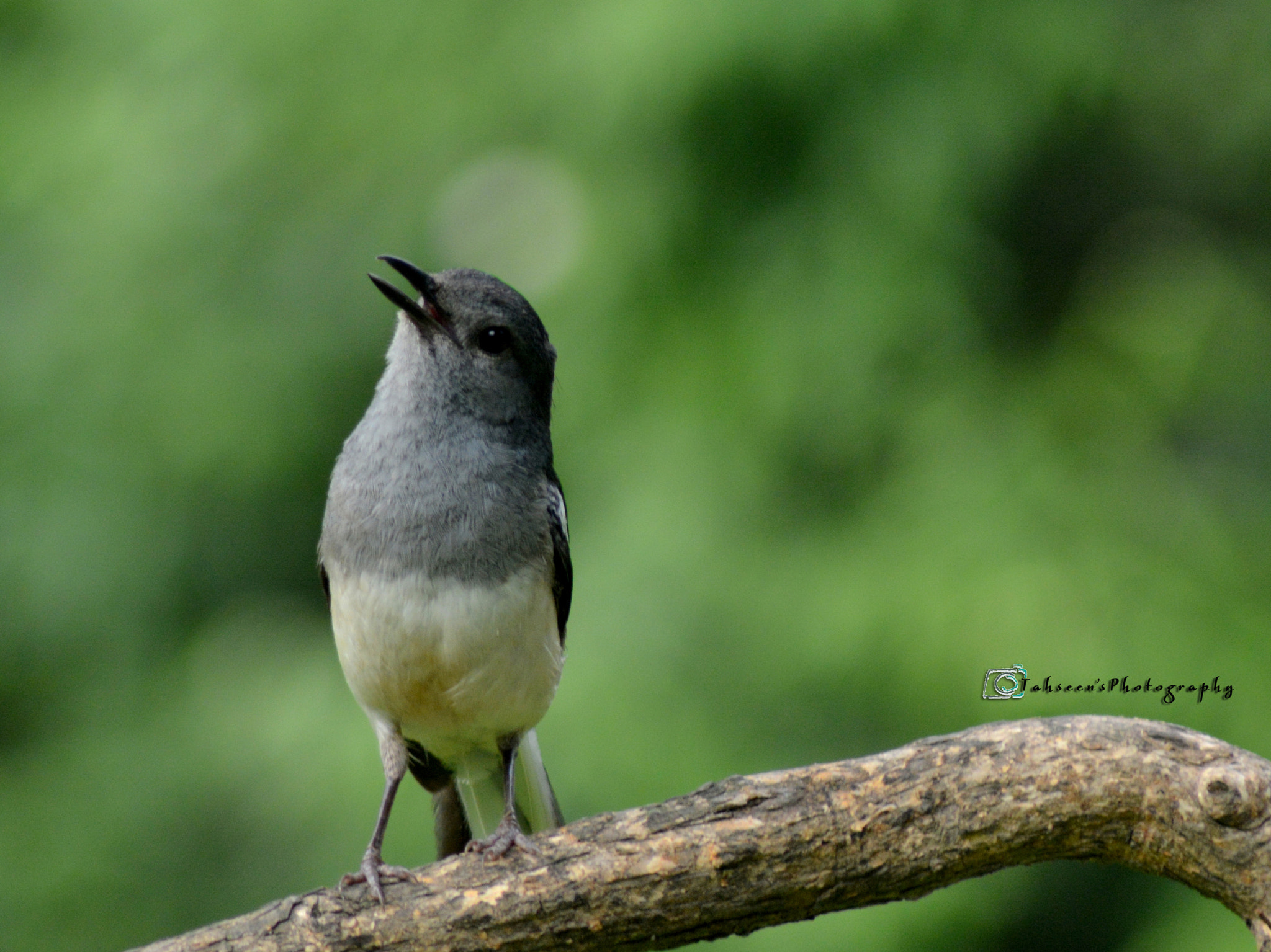 Nikon D7100 + Sigma 18-125mm F3.8-5.6 DC OS HSM sample photo. Oriental magpie robin (female) photography