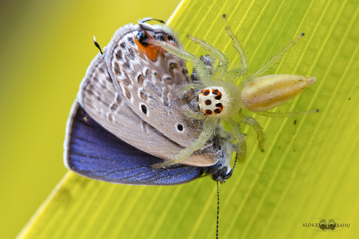 Canon MP-E 65mm F2.5 1-5x Macro Photo sample photo. Let's prey photography