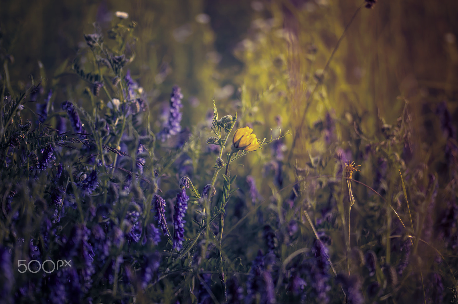 Sigma 105mm F2.8 EX DG OS HSM sample photo. One and only photography