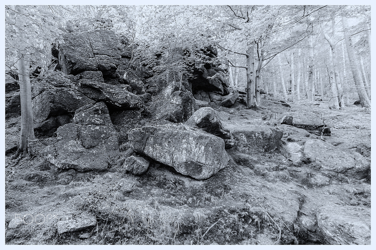 Nikon D70s sample photo. Chojnik #5 photography