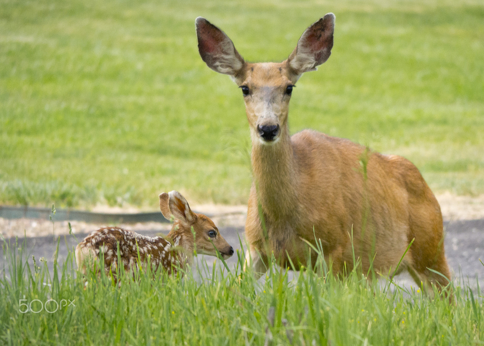 Olympus OM-D E-M10 sample photo. Watchful eye photography