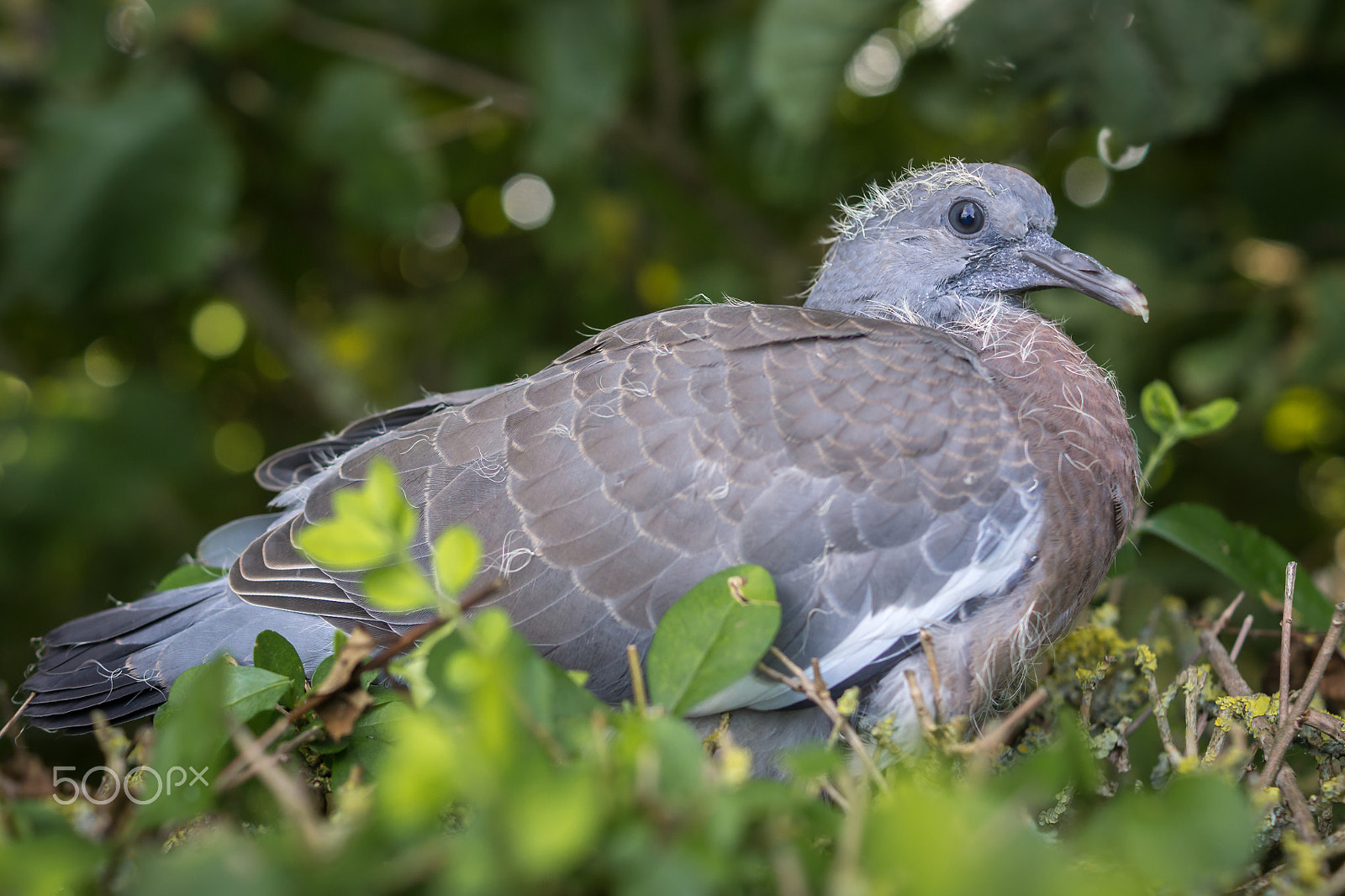 Sony SLT-A65 (SLT-A65V) + Sony DT 35mm F1.8 SAM sample photo. Young wood pigeon photography
