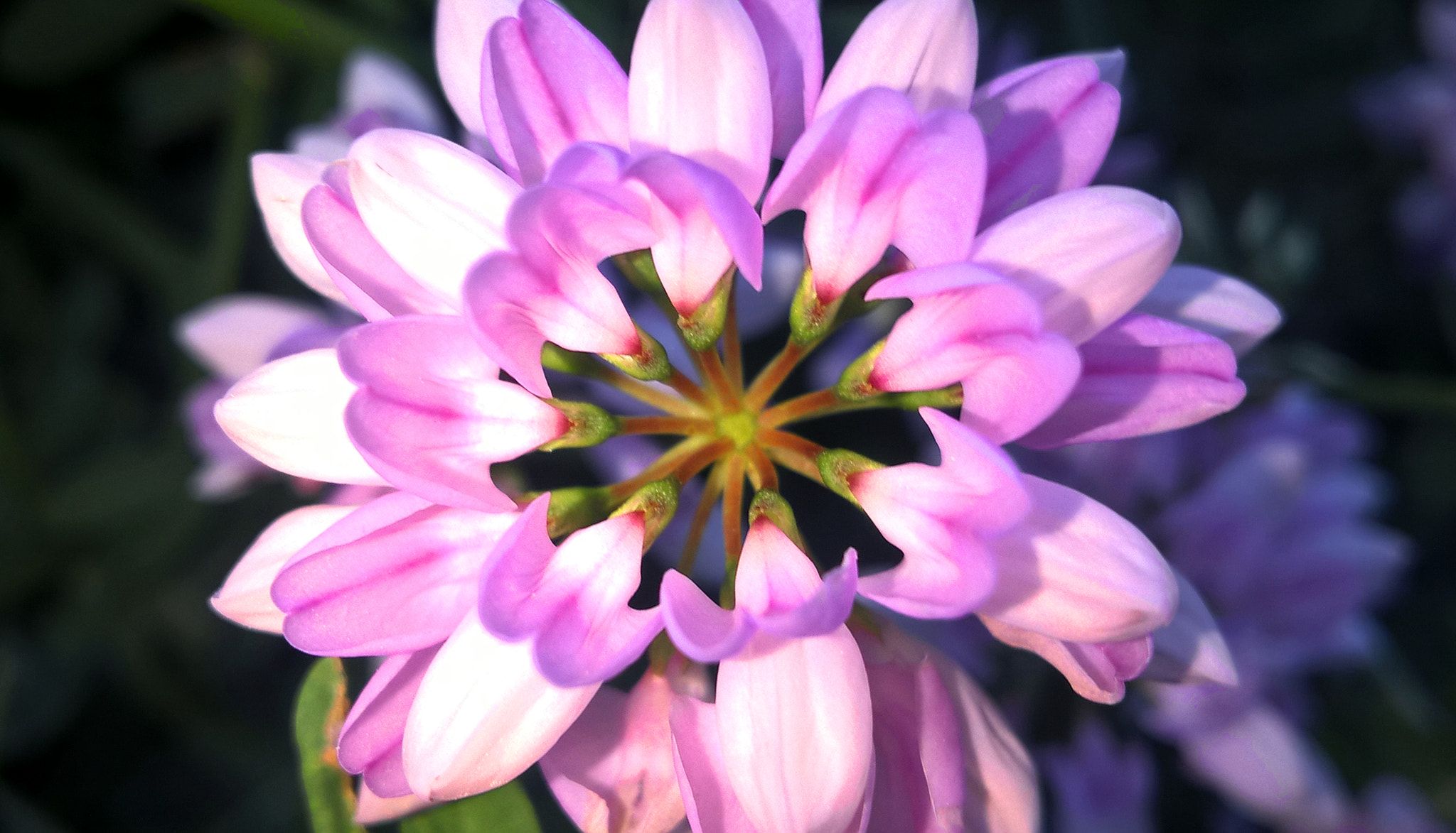 Microsoft Lumia 640 XL sample photo. Hypnotic photography