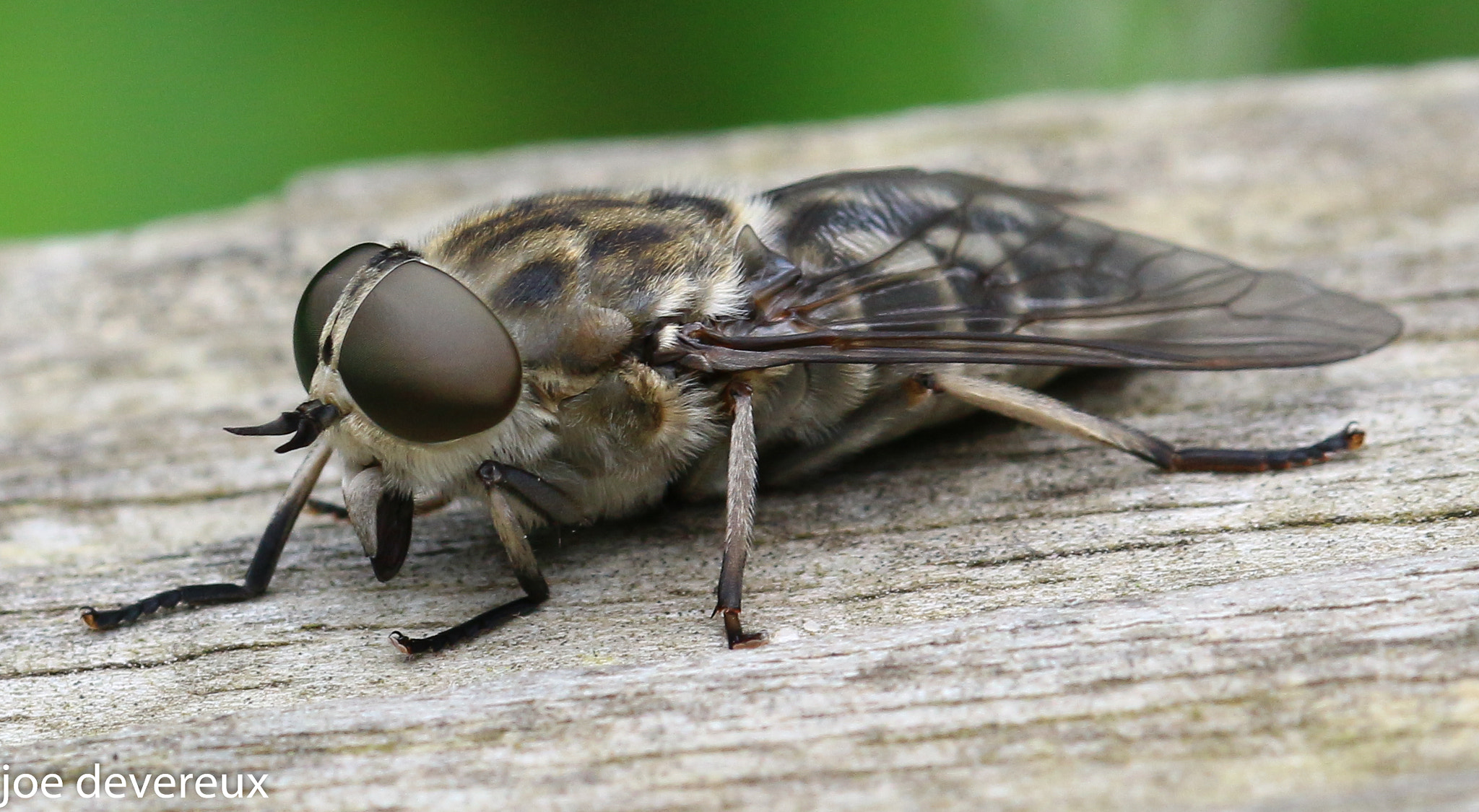 Sigma 105mm F2.8 EX DG OS HSM sample photo. Banded eyed brown horse fly photography