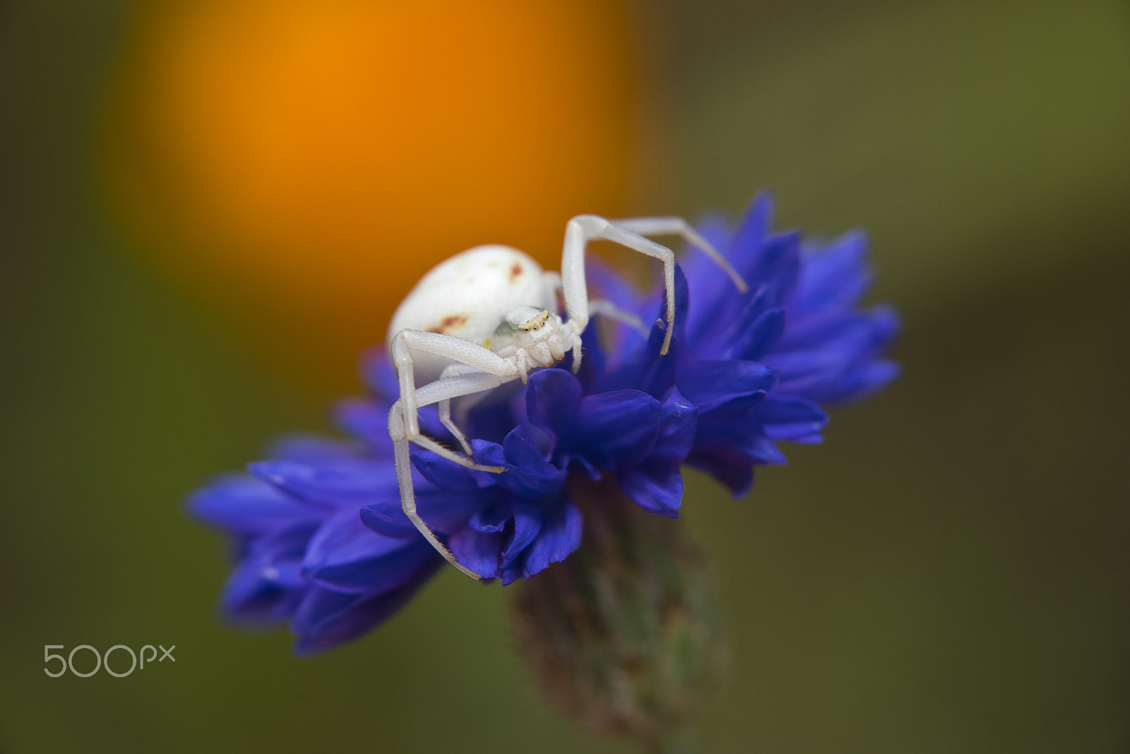 Pentax K-1 + smc PENTAX-FA 28-80mm F3.5-5.6 sample photo. Ma belle mort blanche photography