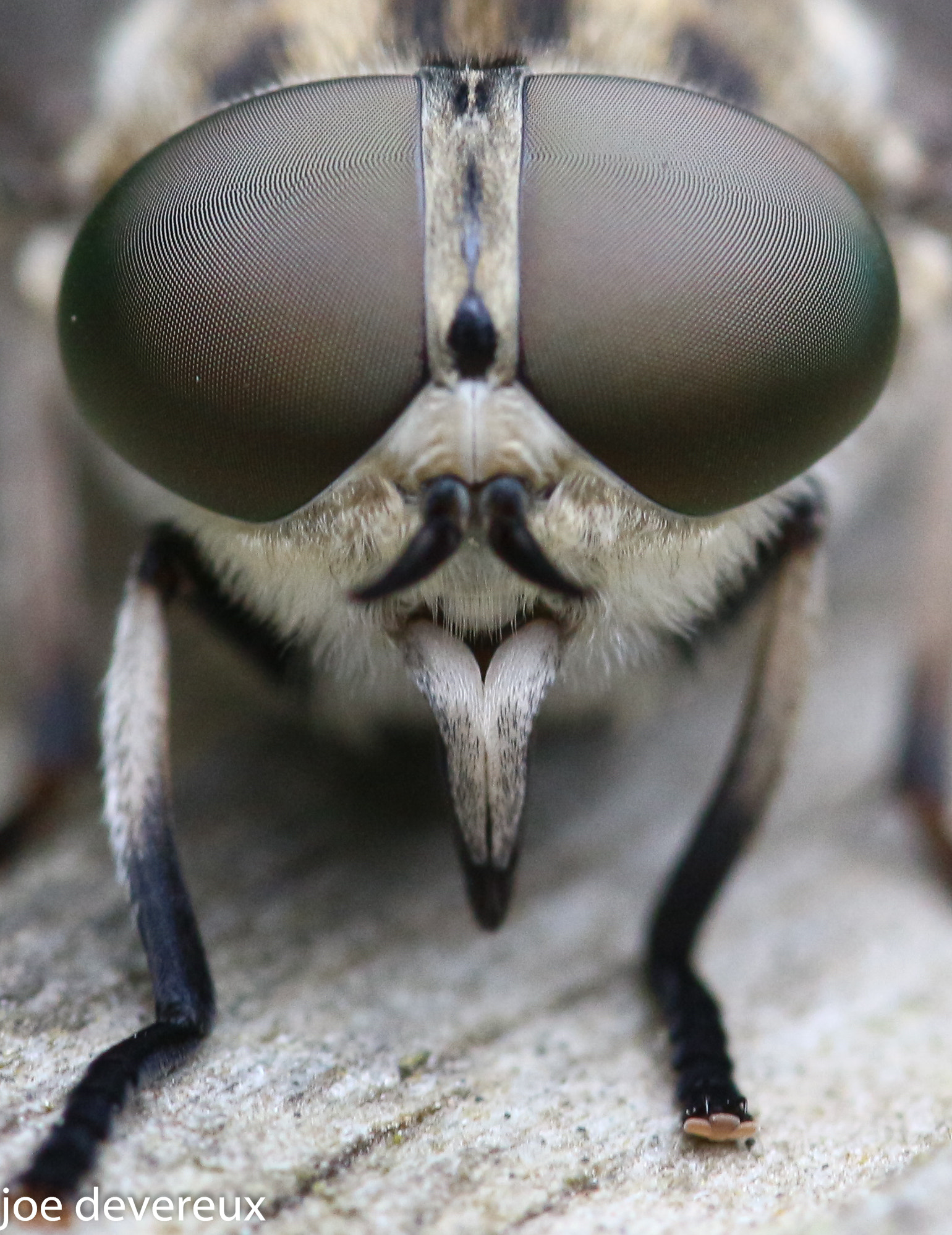 Sigma 105mm F2.8 EX DG OS HSM sample photo. Banded eyed brown horse fly head shot  photography