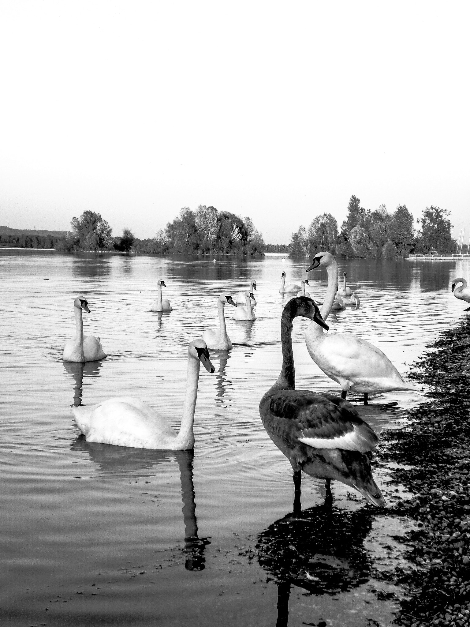 CASIO EX-Z75 sample photo. Le vilain petit canard photography