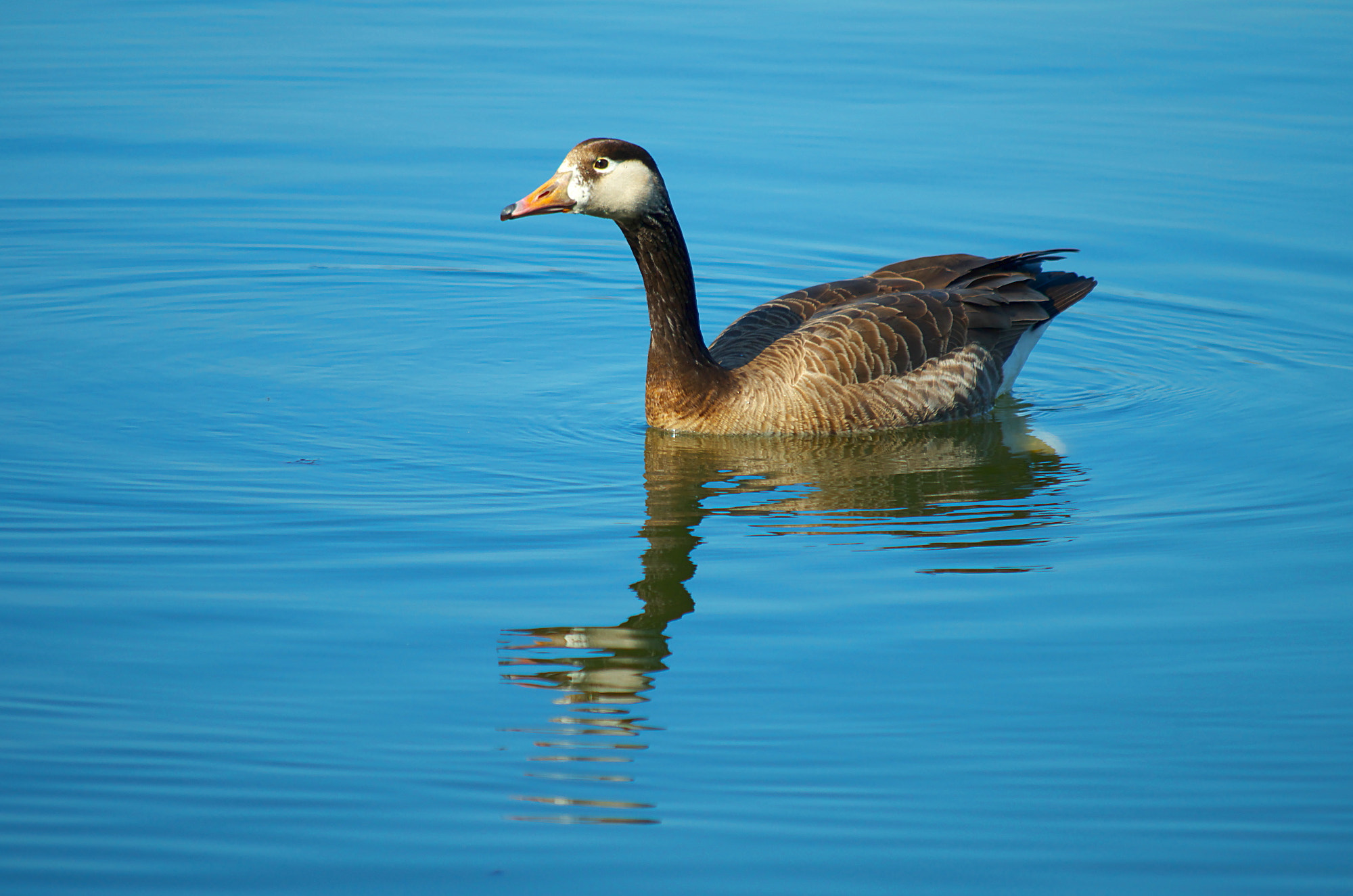 Pentax K-500 sample photo. Goose photography