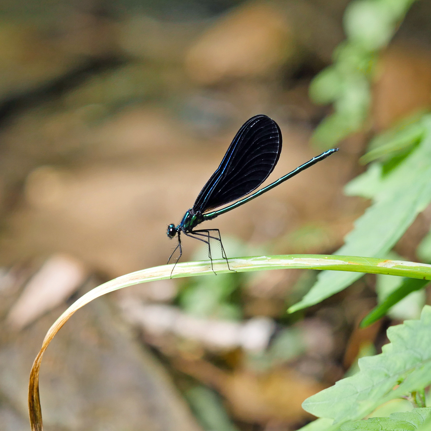 Panasonic Leica DG Macro-Elmarit 45mm F2.8 ASPH OIS sample photo. Ebony jewelwing photography
