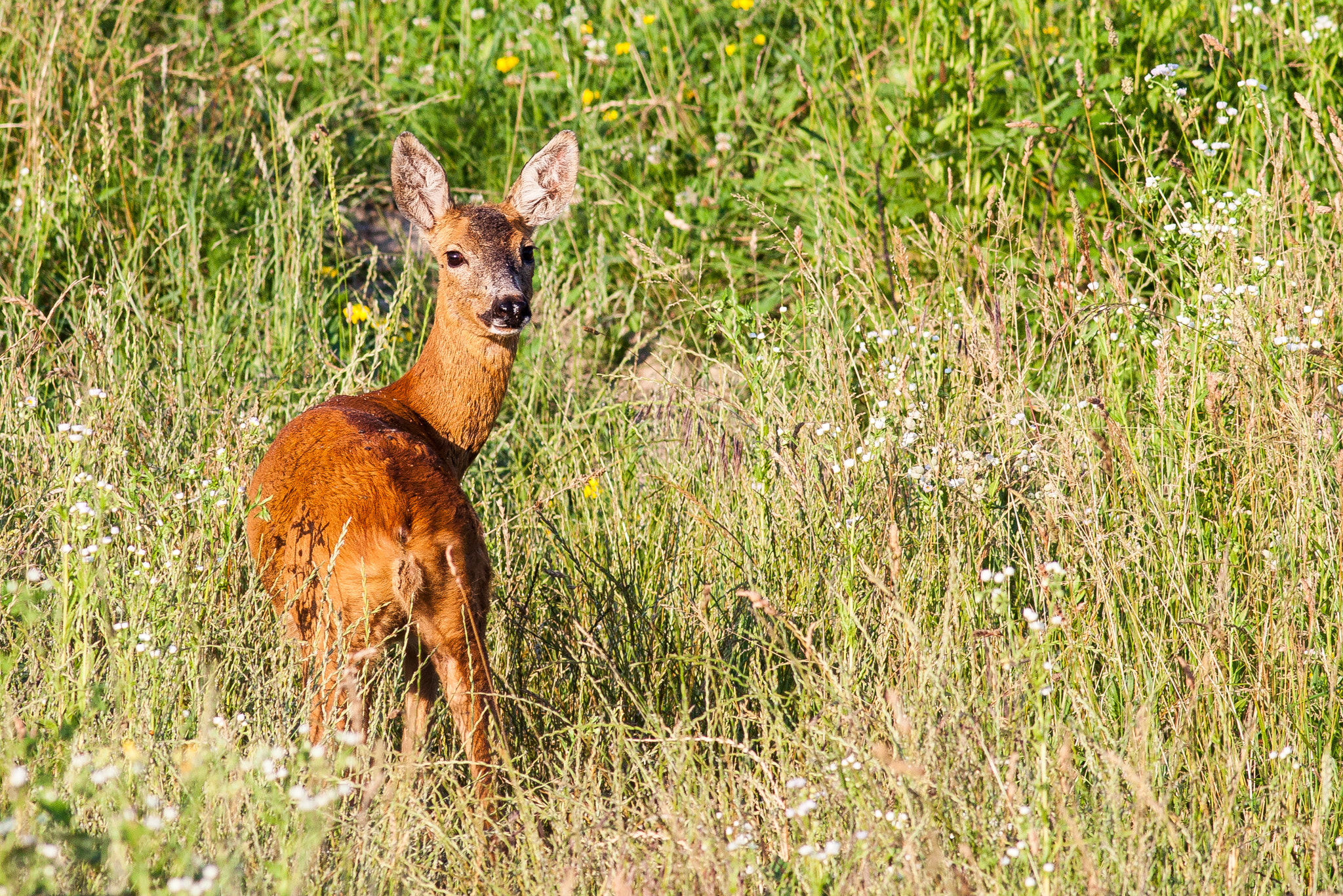Canon EOS 50D + Canon EF 400mm F5.6L USM sample photo. Capreolus capreolus photography