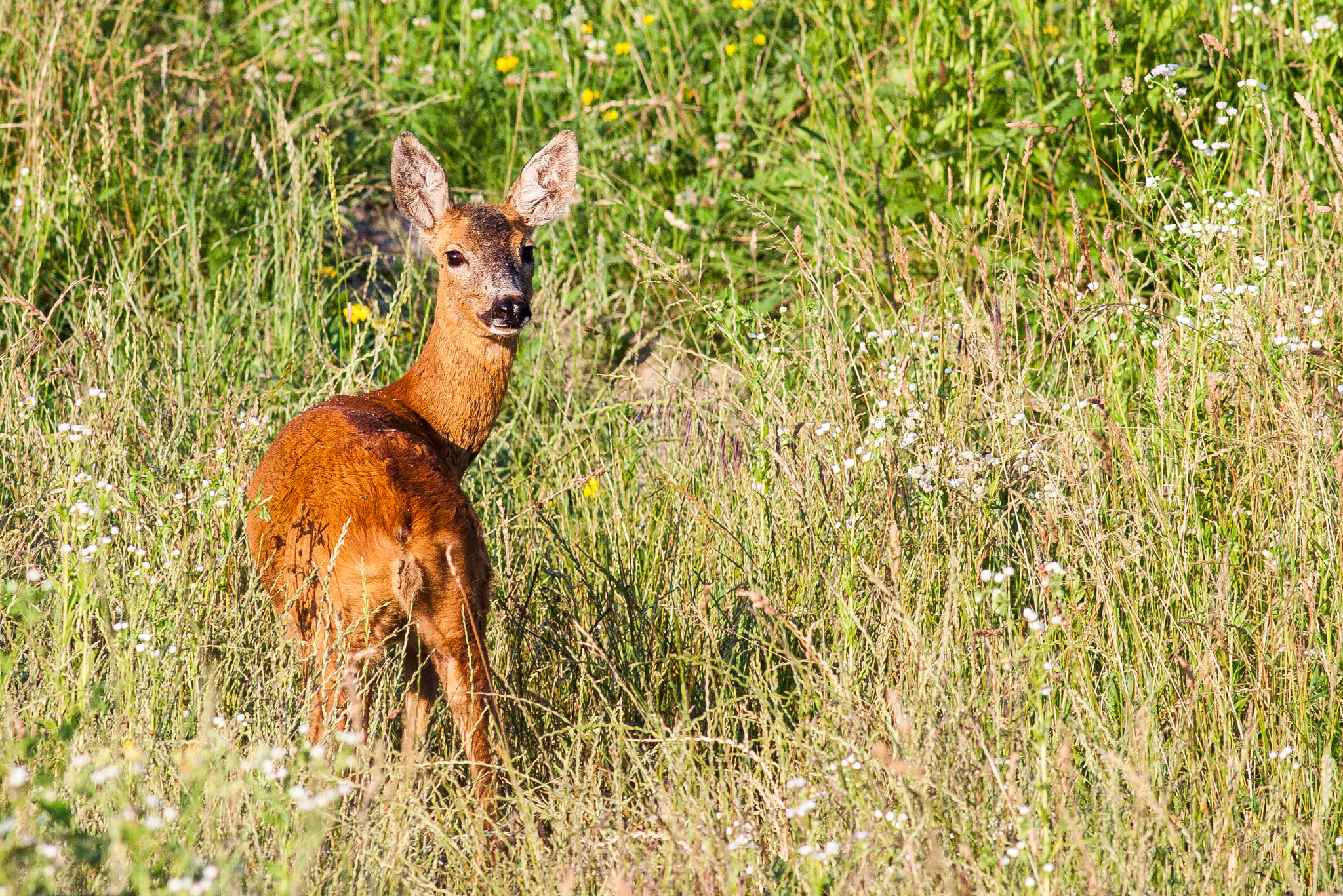 Canon EOS 50D + Canon EF 400mm F5.6L USM sample photo. Capreolus capreolus photography