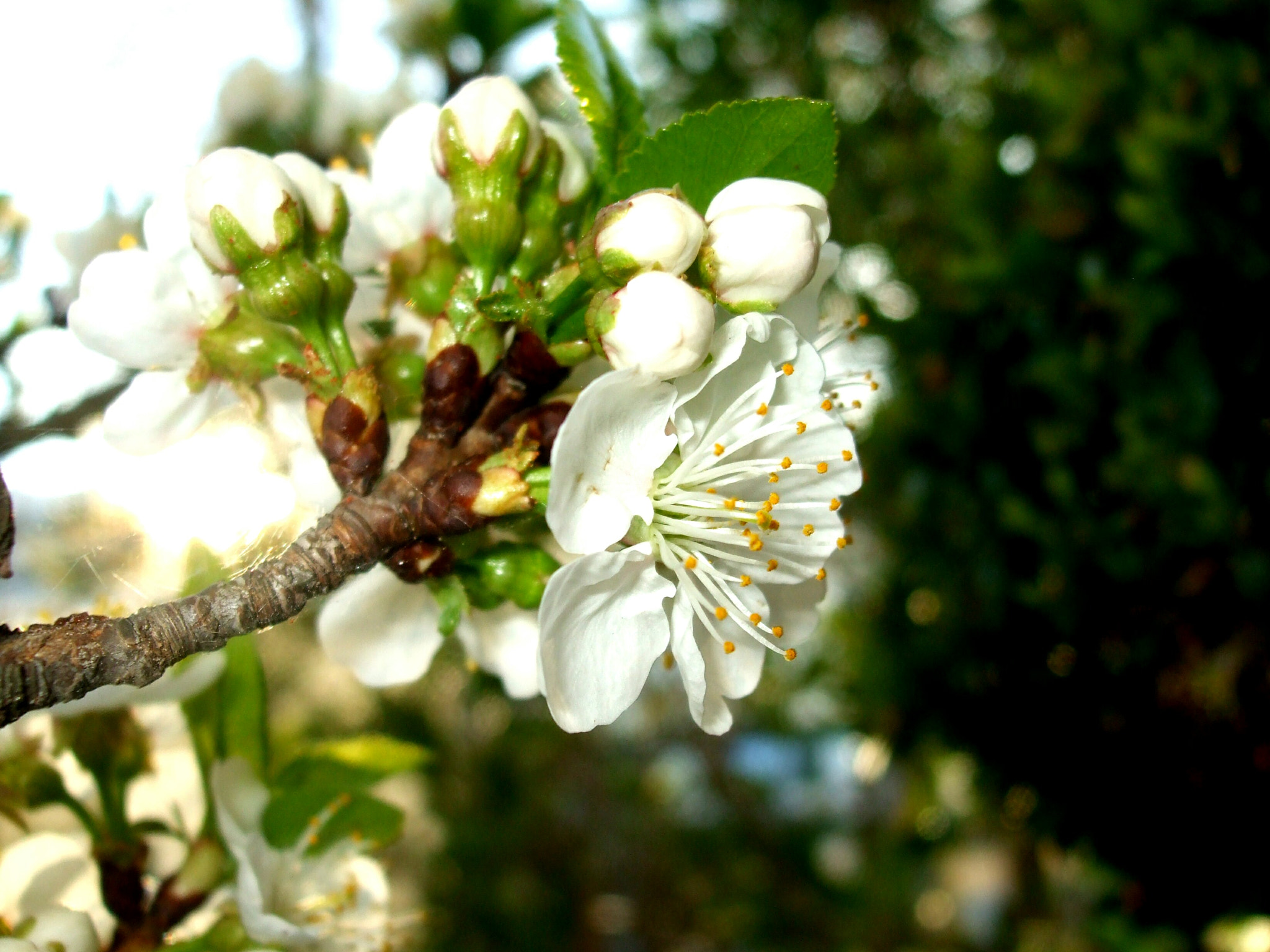 Fujifilm FinePix A820 sample photo. White flowers photography