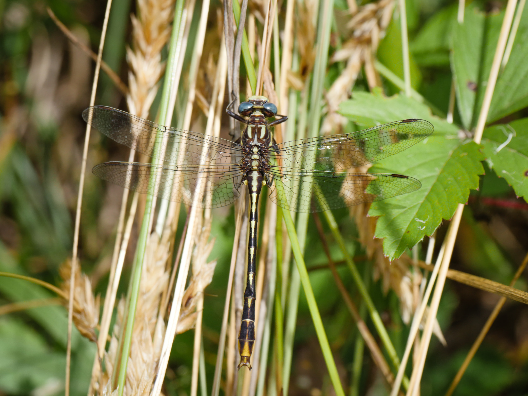 Panasonic Leica DG Macro-Elmarit 45mm F2.8 ASPH OIS sample photo. Lancet clubtail photography
