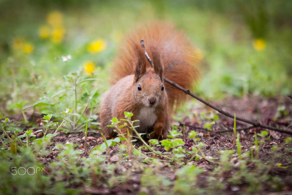 Canon EF 70-200mm F2.8L USM sample photo. Squirrel photography