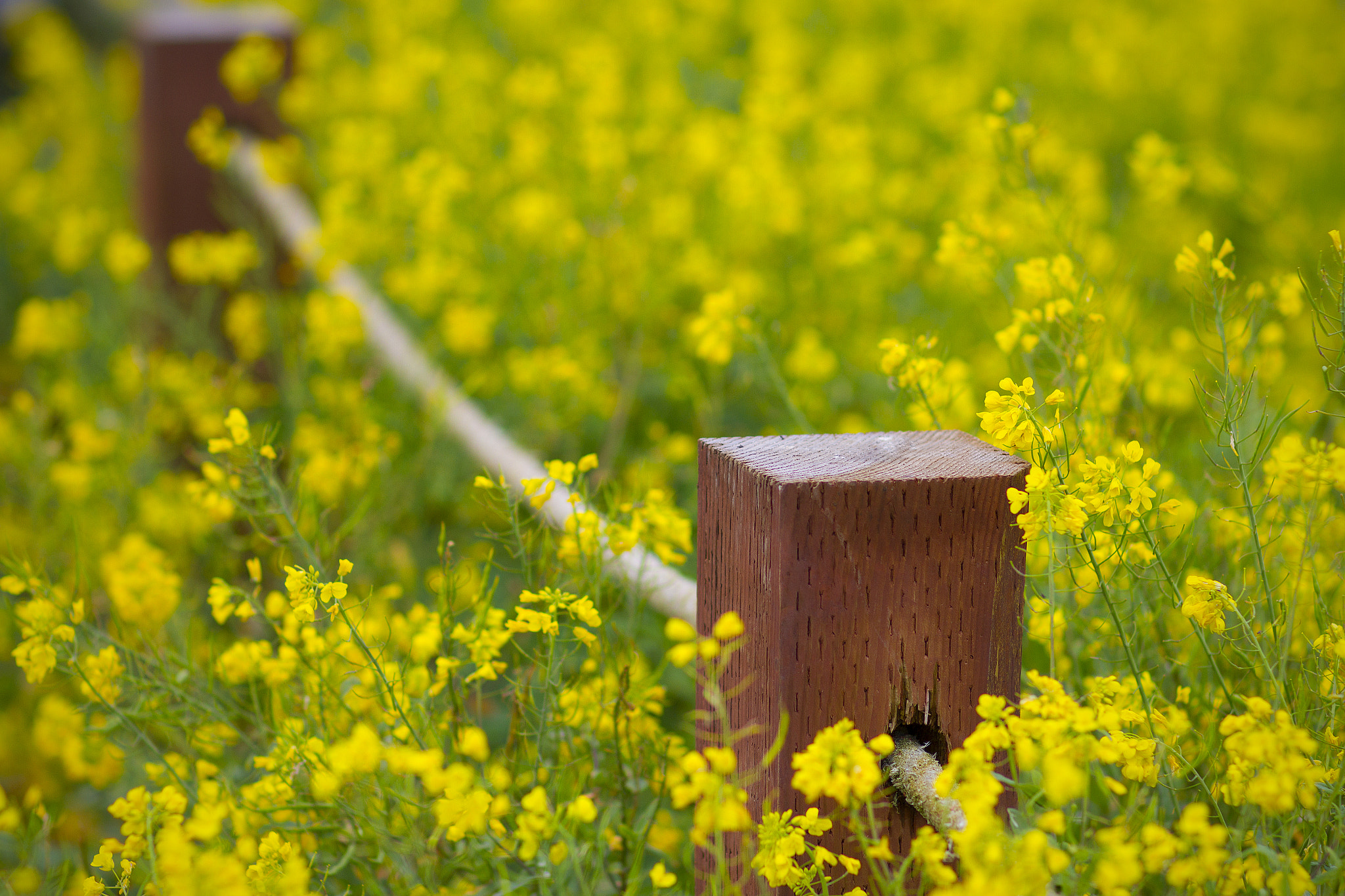 Canon EOS 7D + Canon EF 85mm F1.2L II USM sample photo. Wooden post surrounded by yellow flowers photography