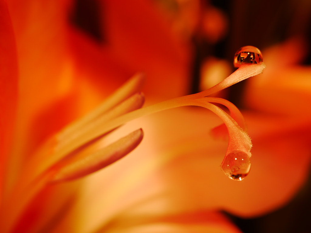 Hot Summer Night ... by Herbert Pregel on 500px.com