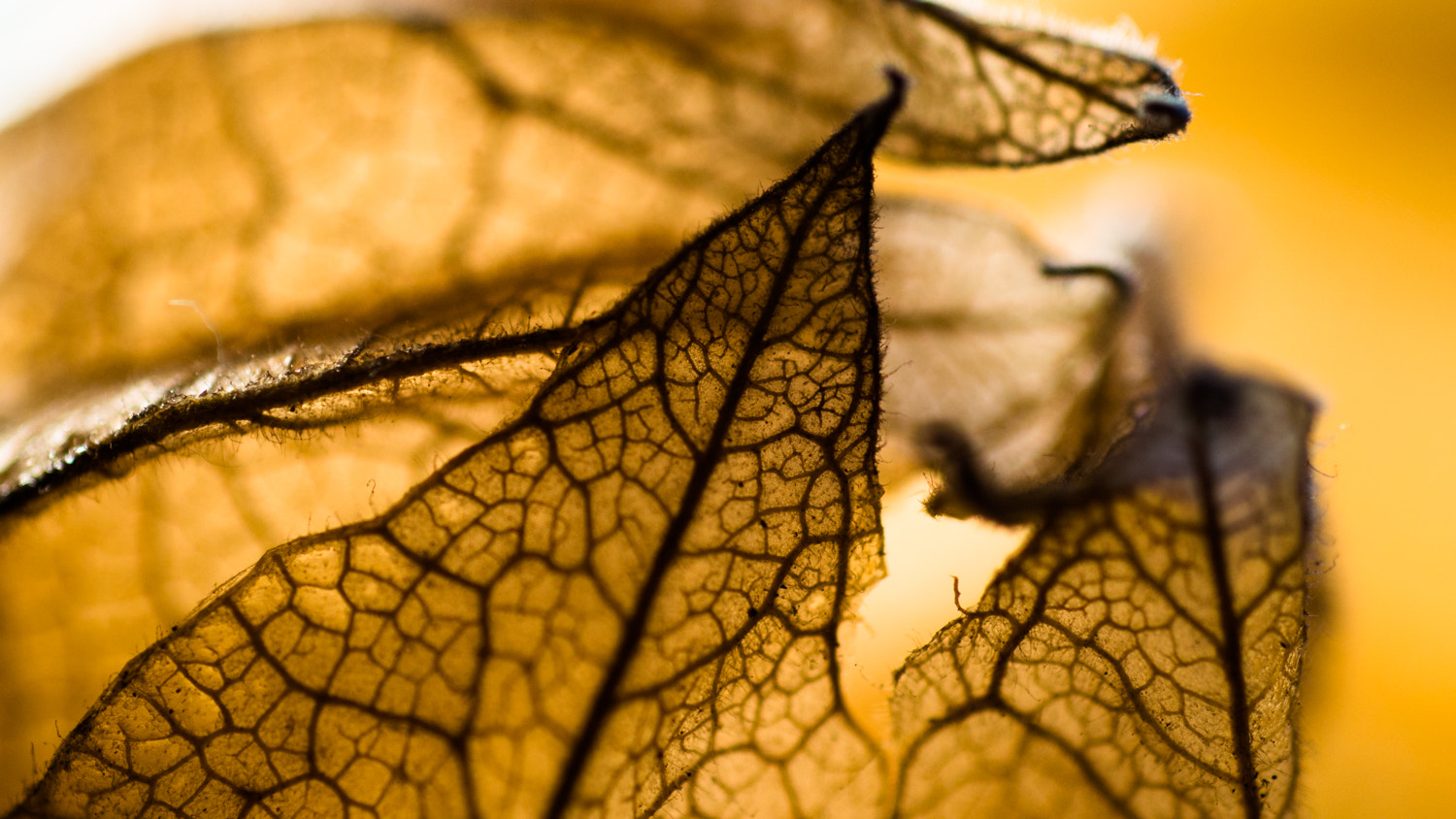 Nikon D3200 + Nikon AF Micro-Nikkor 60mm F2.8D sample photo. Physalis husk #2 photography