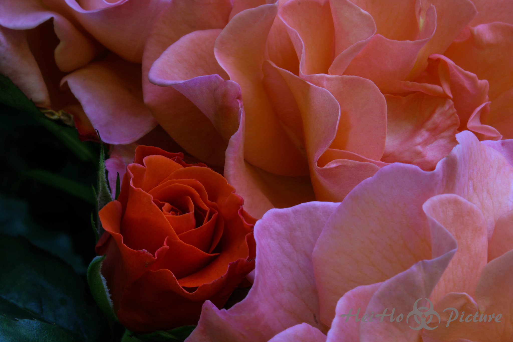 Canon EOS 760D (EOS Rebel T6s / EOS 8000D) + Canon EF-S 60mm F2.8 Macro USM sample photo. Roses of red photography