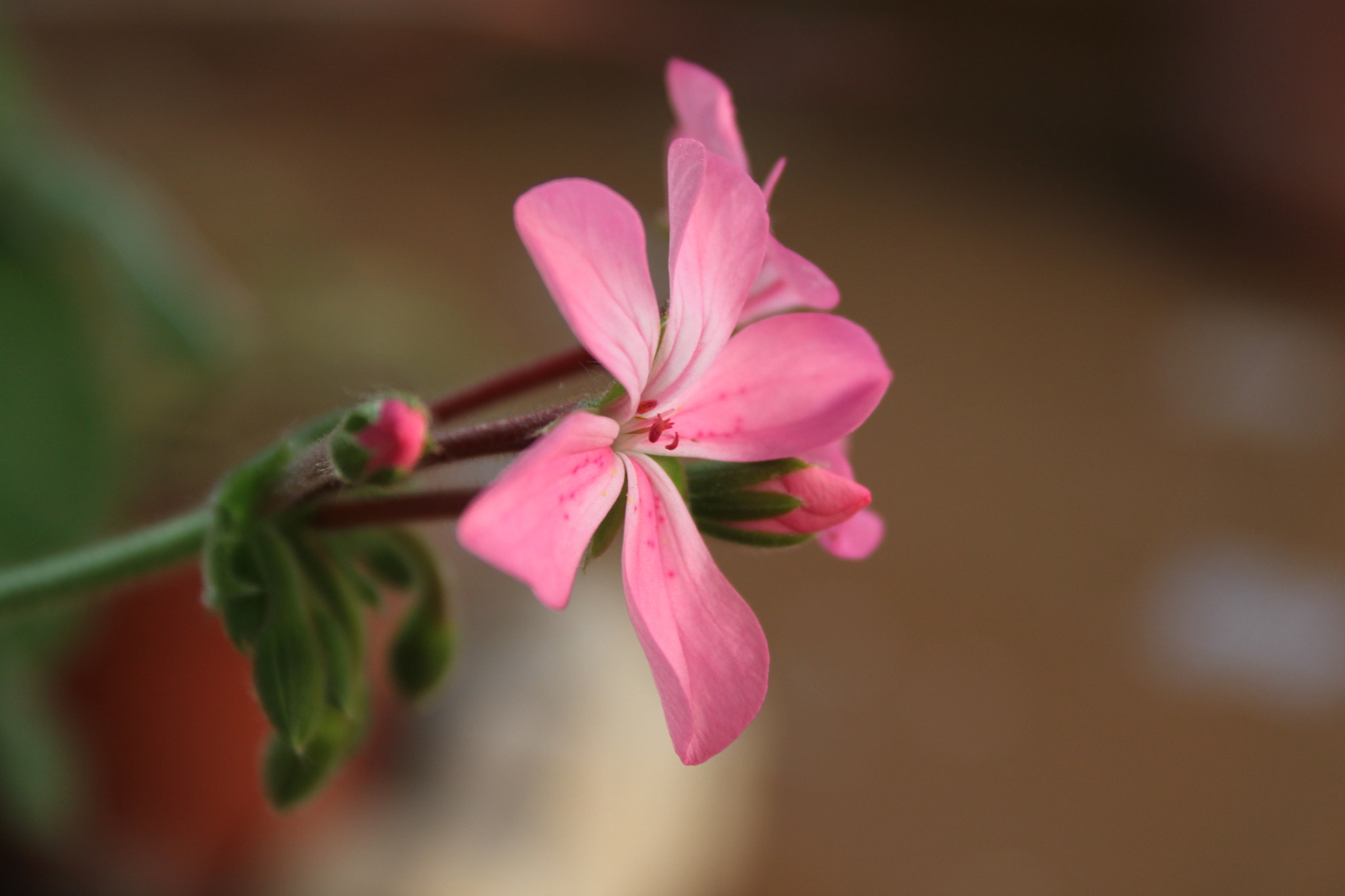 Canon EF-S 18-55mm F3.5-5.6 sample photo