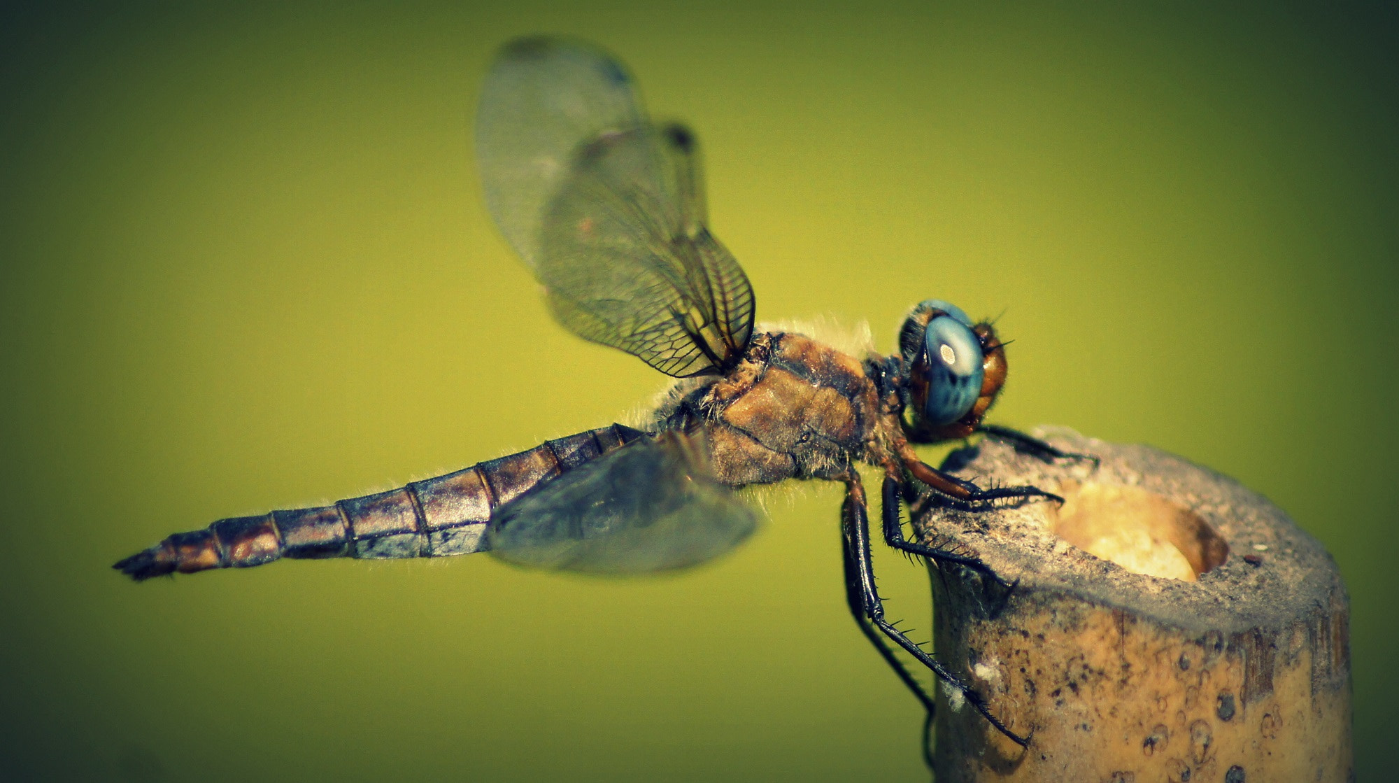 Sony DT 55-200mm F4-5.6 SAM sample photo. Dragonflyy ii photography