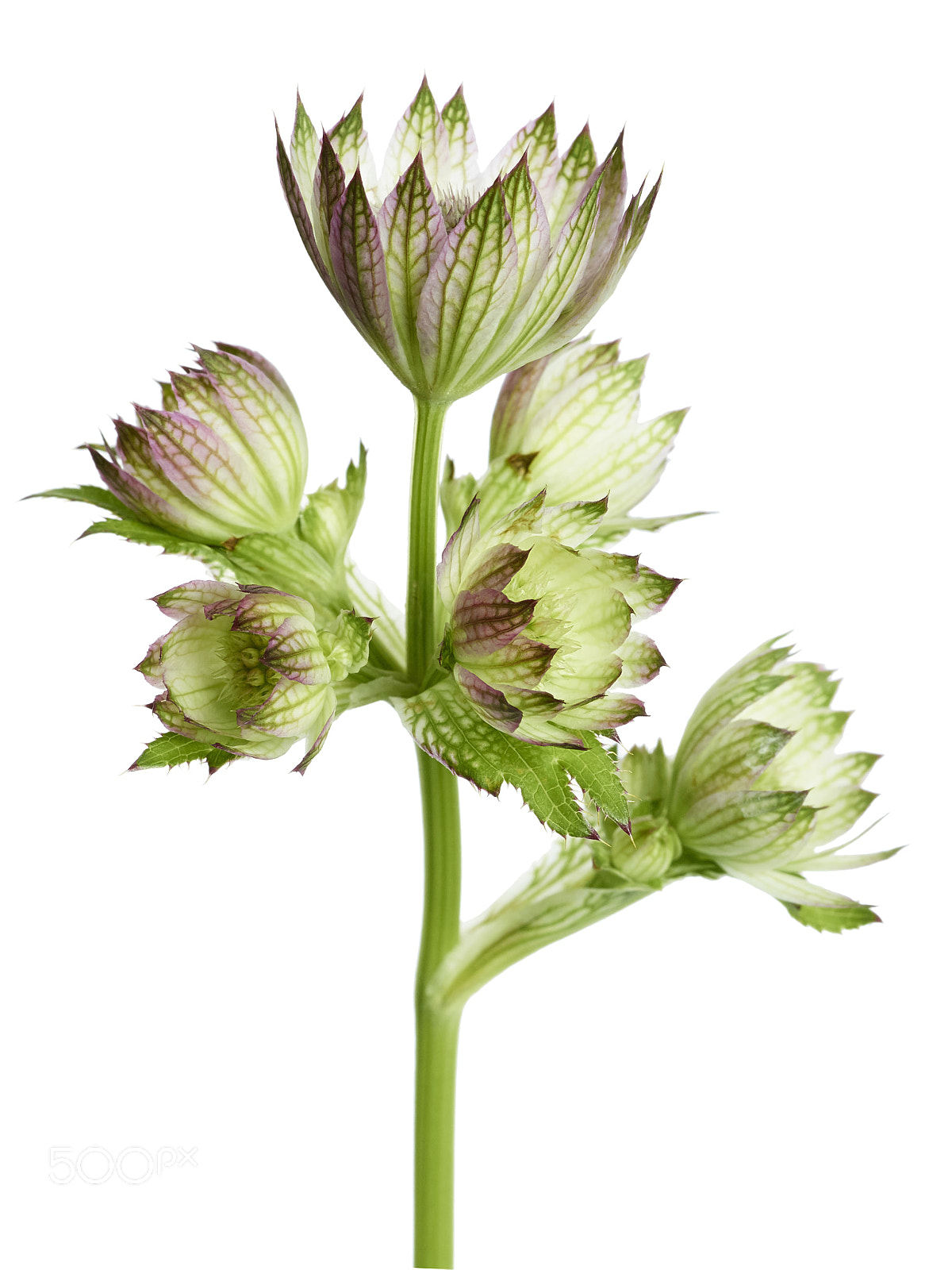 Phase One IQ140 sample photo. Astrantia major photography