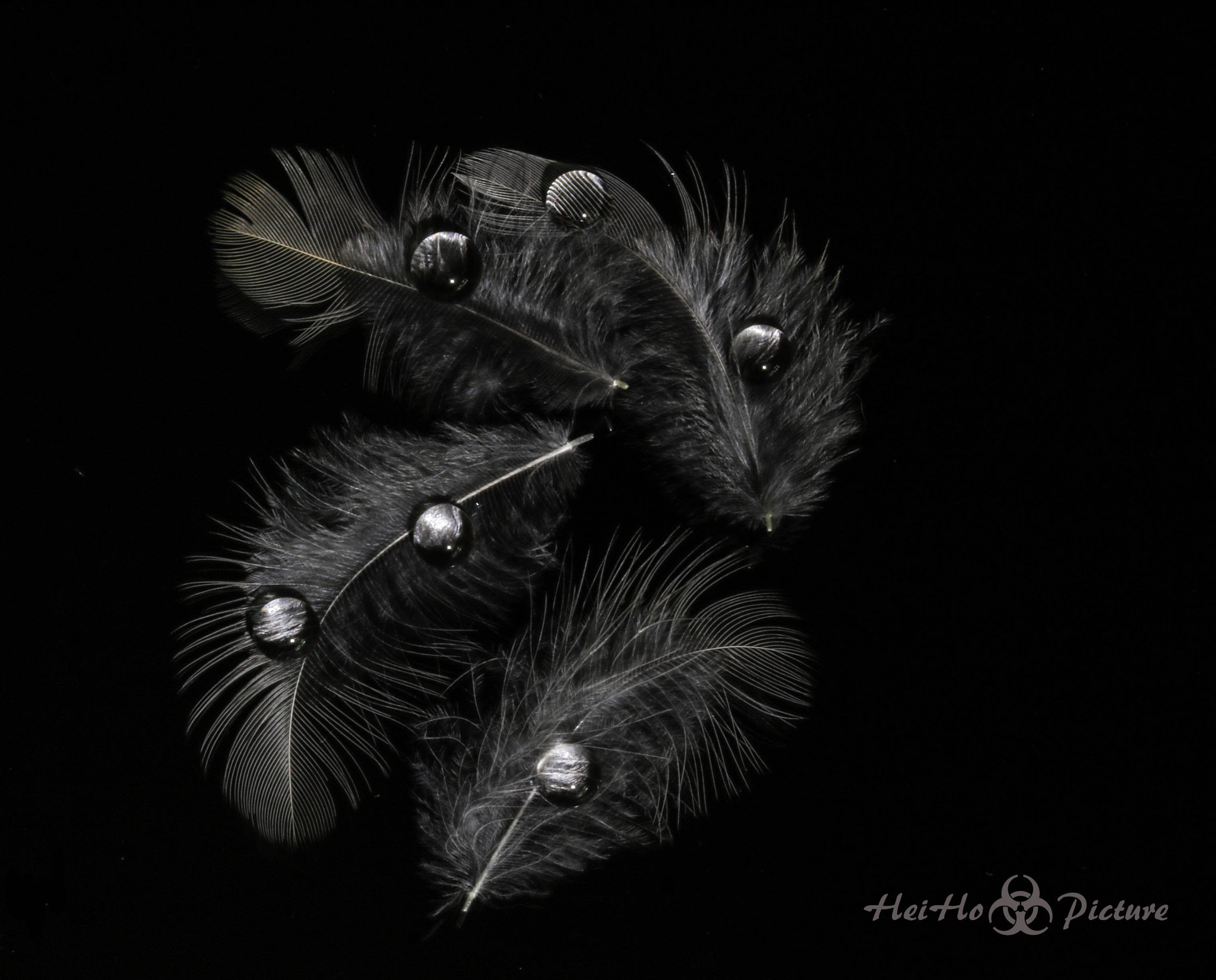 Canon EF-S 60mm F2.8 Macro USM sample photo. Black feathers photography