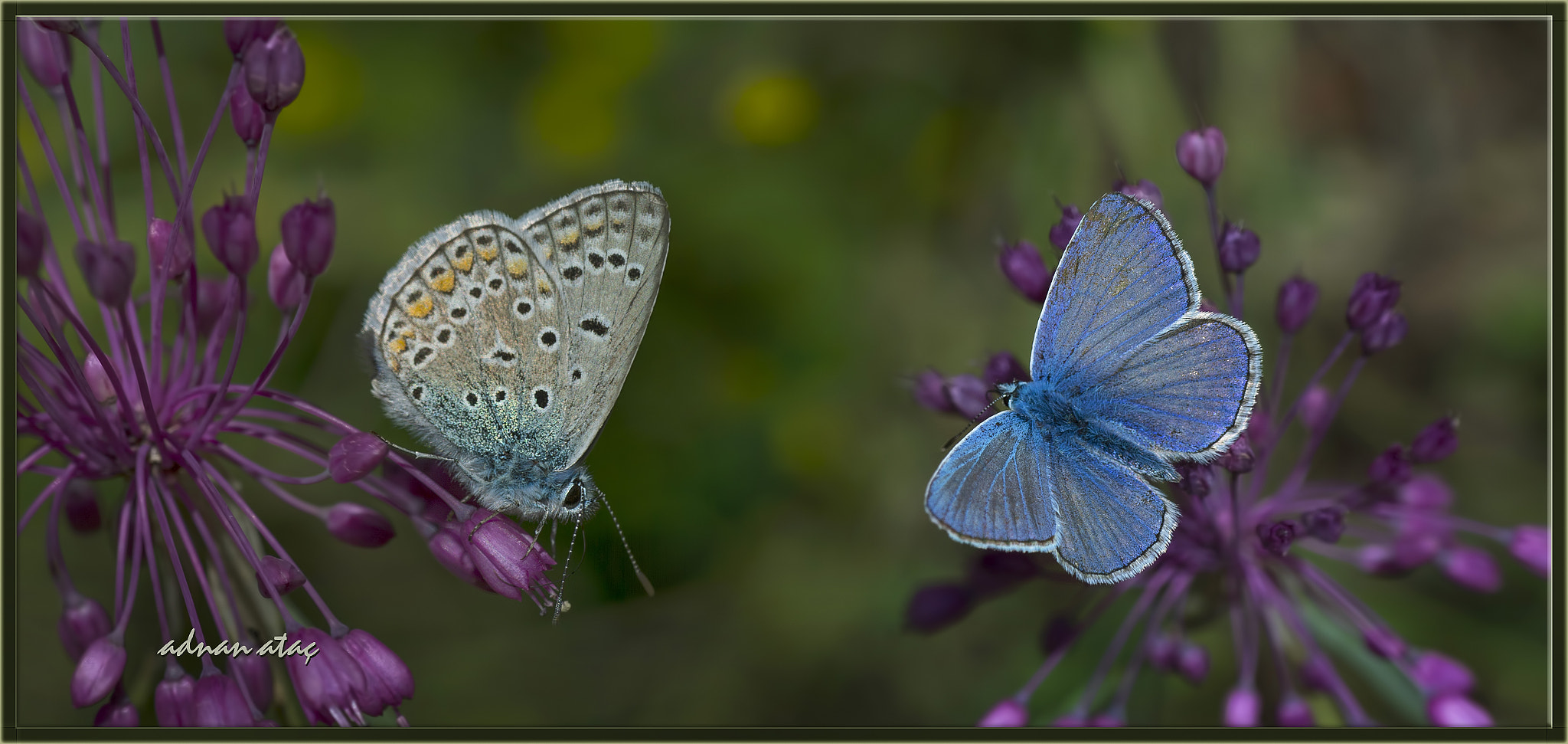 AF Zoom-Micro Nikkor 70-180mm f/4.5-5.6D ED sample photo. Çokgözlü mavi - polyommatus icarus - common blue photography