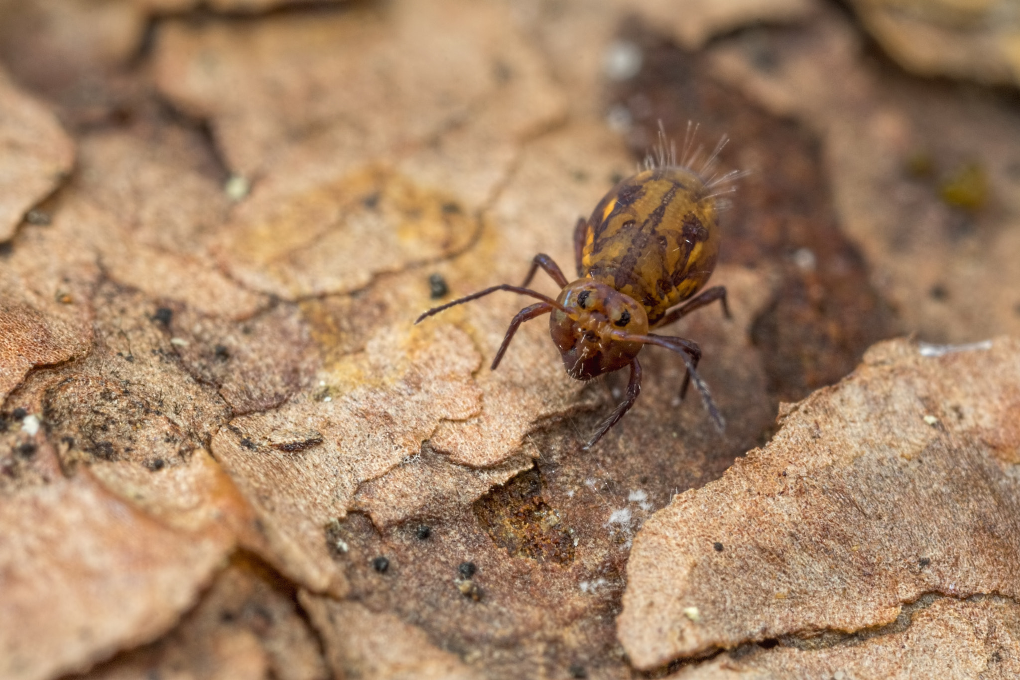 Canon EOS 760D (EOS Rebel T6s / EOS 8000D) + Canon MP-E 65mm F2.5 1-5x Macro Photo sample photo. Springtail on a leaf photography