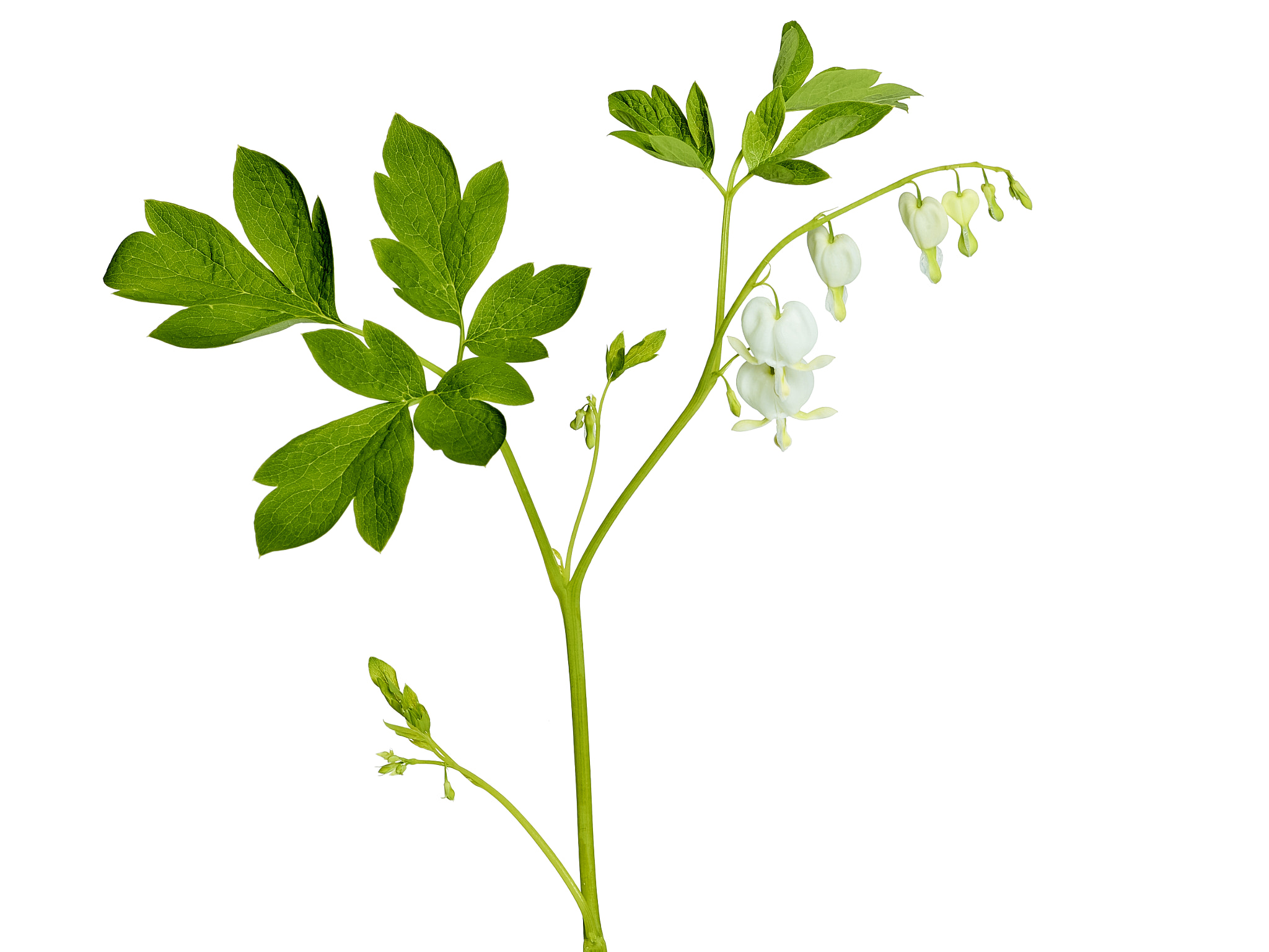 Phase One IQ140 sample photo. Dicentra spectabilis alba photography