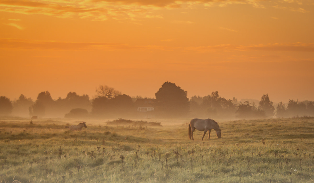 Canon EOS 50D + Canon EF-S 18-55mm F3.5-5.6 sample photo. Horse in misty orange sunrise photography