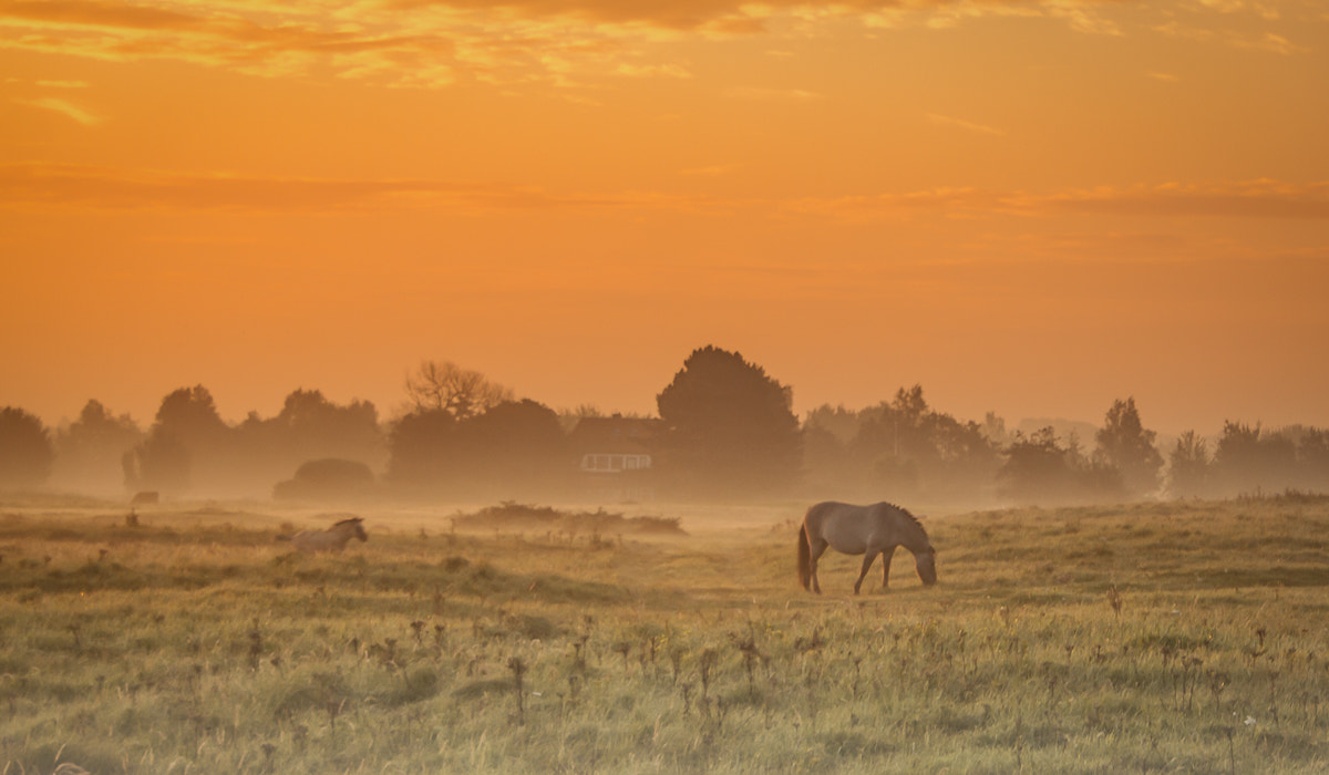 Canon EF-S 18-55mm F3.5-5.6 sample photo. Horse in misty orange sunrise photography