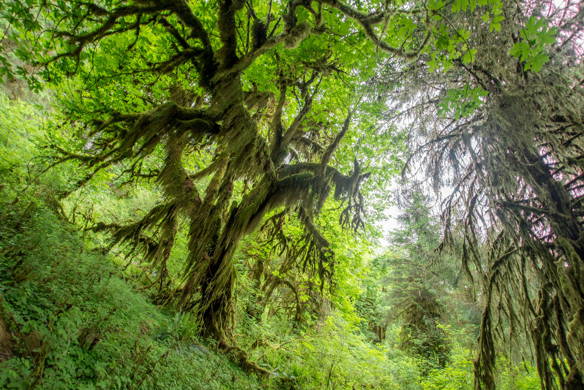 Nikon D750 + Sigma 15mm F2.8 EX DG Diagonal Fisheye sample photo. The last rain forest photography