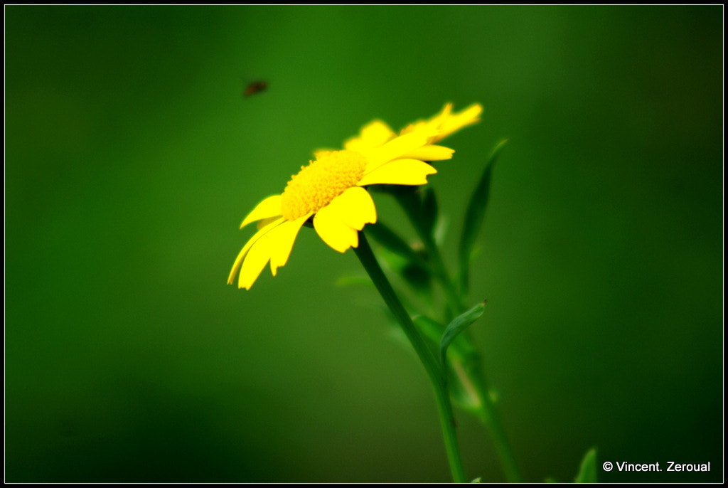Minolta AF 100-300mm F4.5-5.6 sample photo. Flower yellow photography