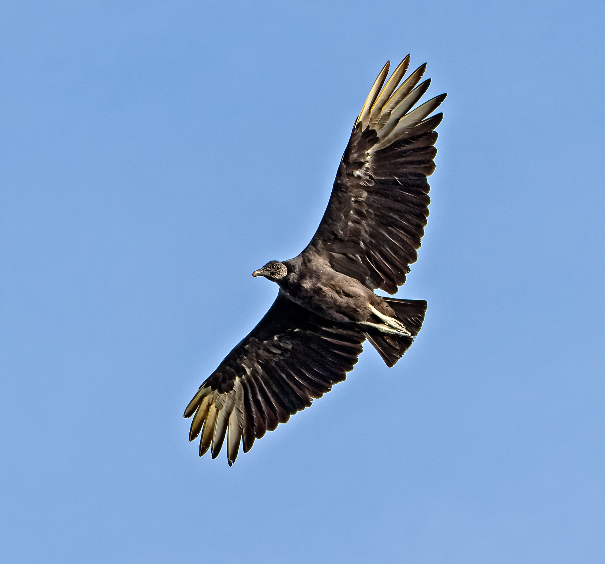 Nikon D600 sample photo. Black vulture photography