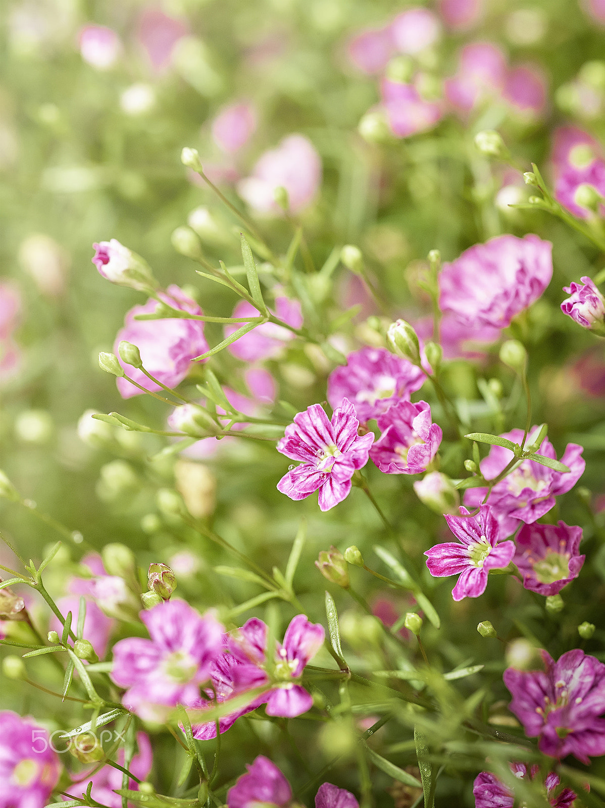 Phase One IQ140 sample photo. Gypsophila muralis photography