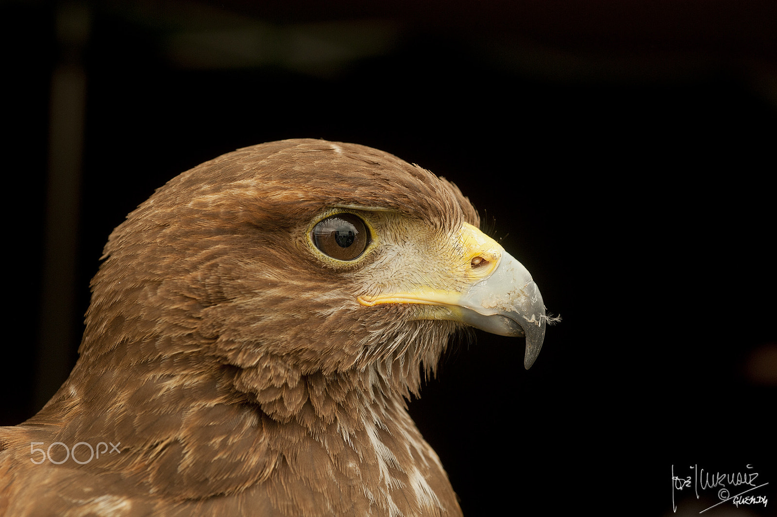 Nikon D700 + AF Micro-Nikkor 60mm f/2.8 sample photo. Eagle / bird / photography