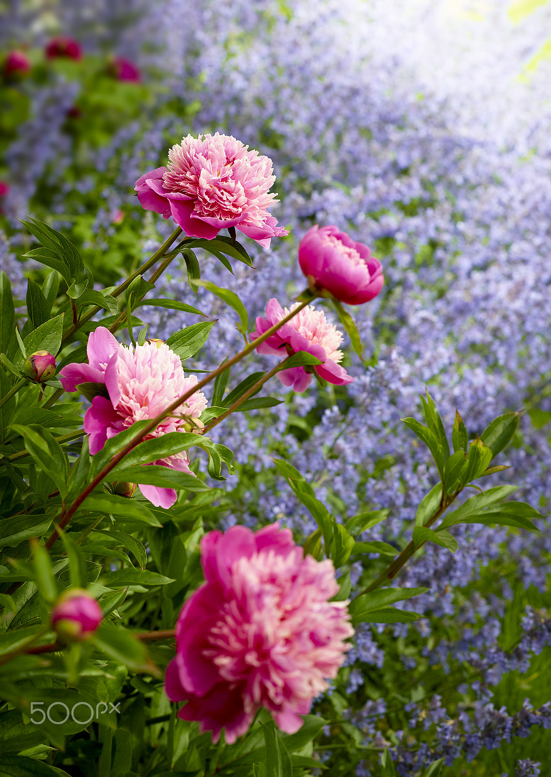 Phase One IQ140 sample photo. Peony flowerbed photography