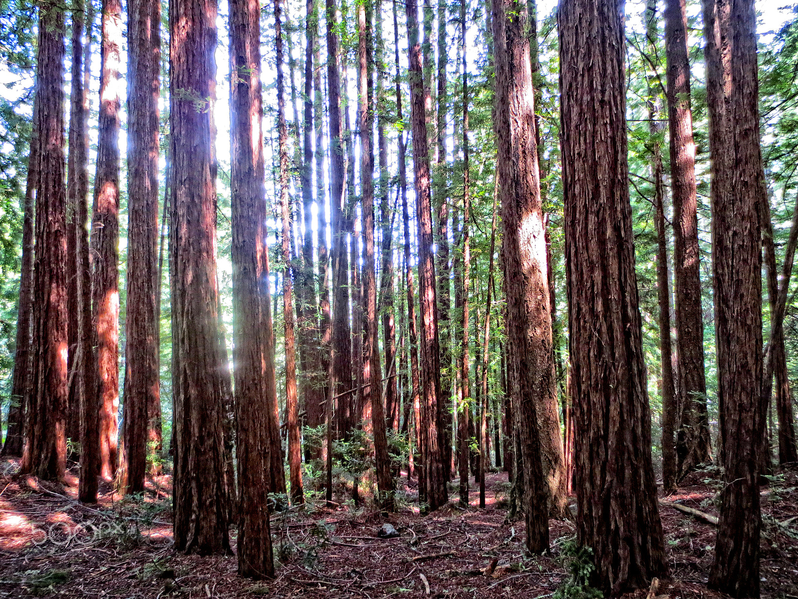 Canon IXUS 240 HS sample photo. Muir woods photography