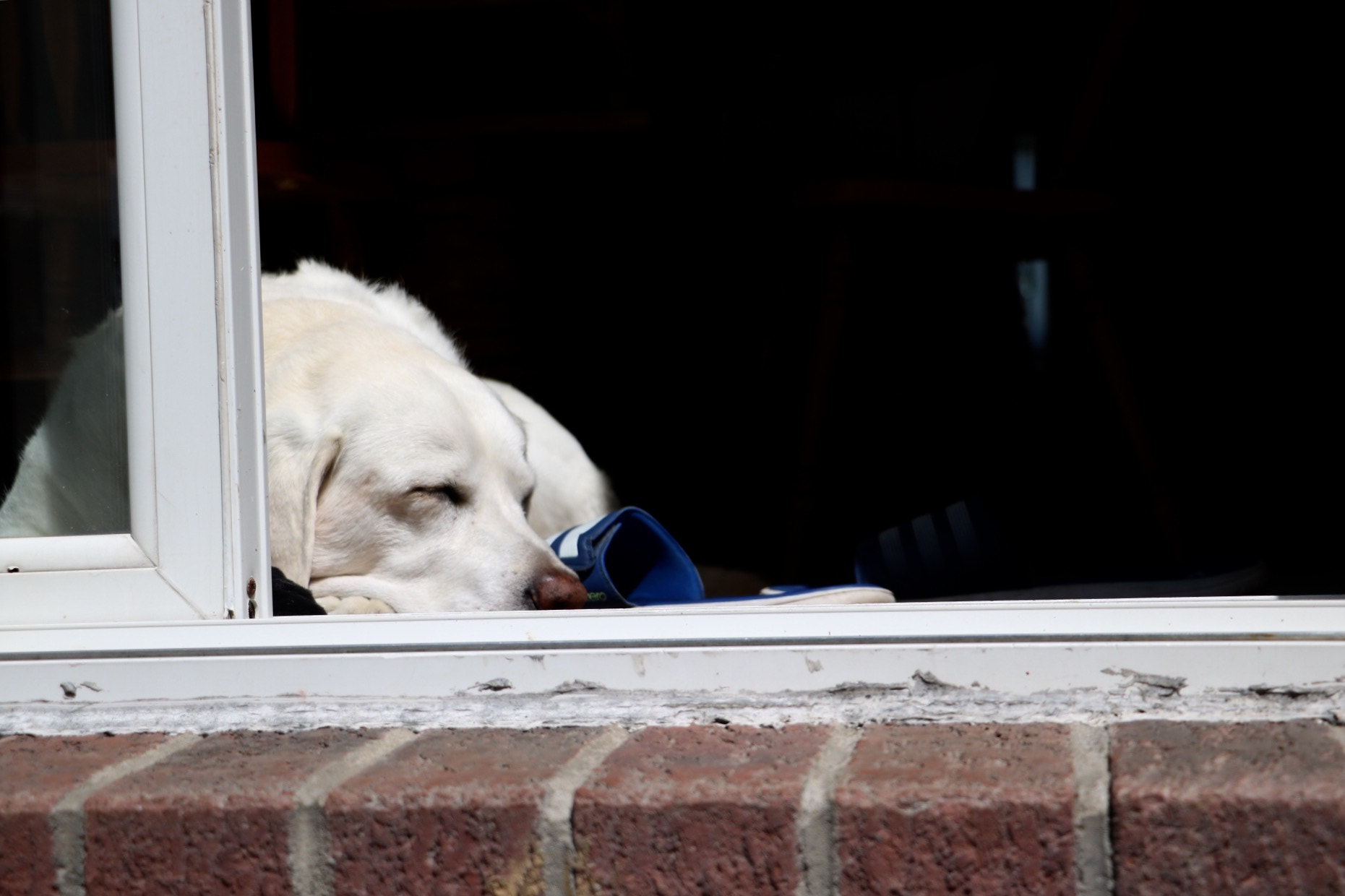 Canon EOS 760D (EOS Rebel T6s / EOS 8000D) sample photo. Suburban dog photography