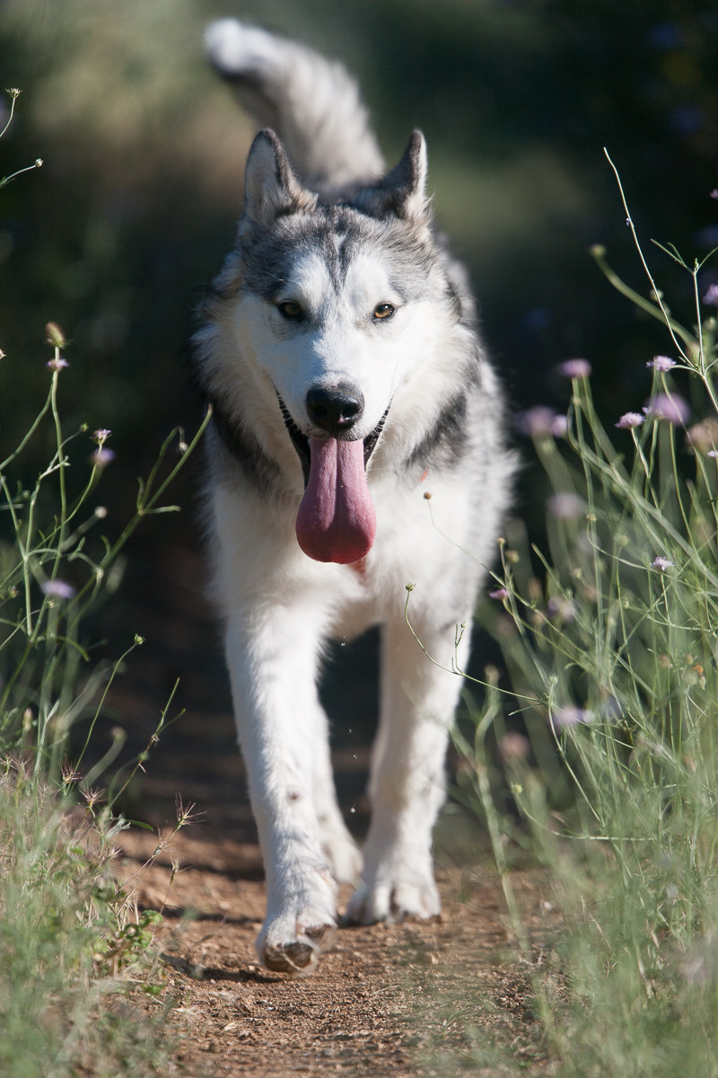 Canon EOS-1Ds Mark II + Canon EF 400mm F4.0 DO IS USM sample photo. _i4e0766.jpg photography