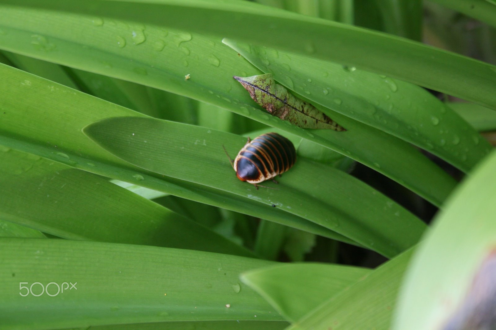 Canon EF-S 18-55mm F3.5-5.6 sample photo. Bug life photography