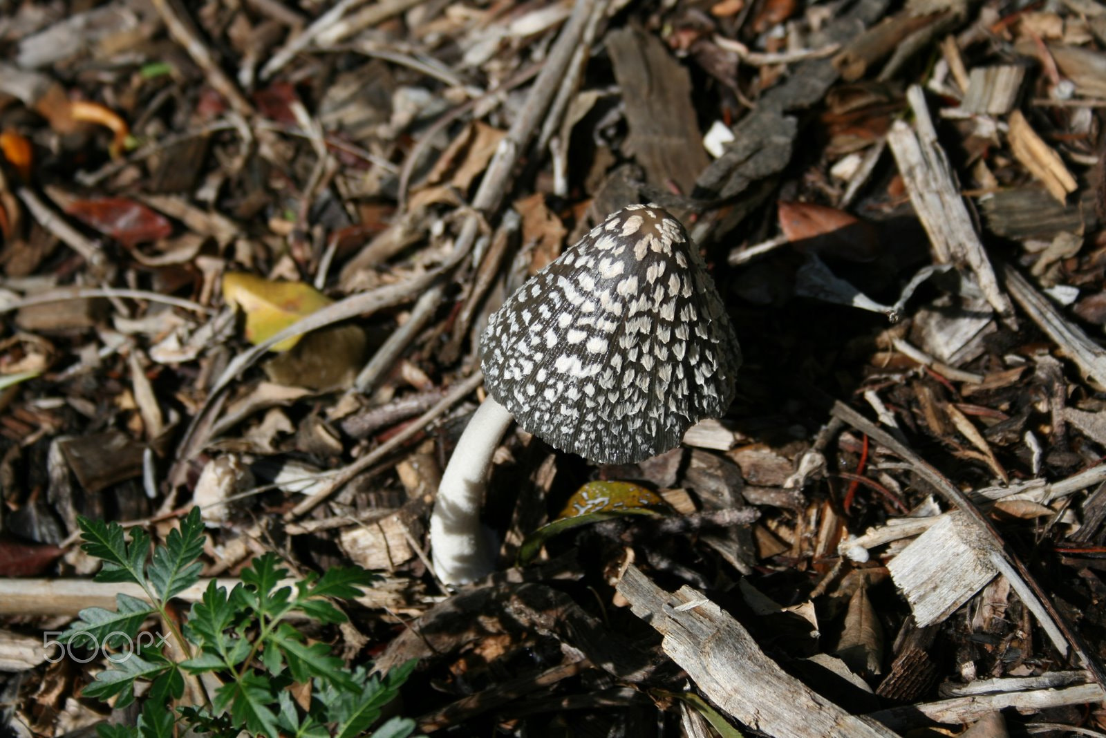 Canon EOS 400D (EOS Digital Rebel XTi / EOS Kiss Digital X) + Canon EF-S 18-55mm F3.5-5.6 sample photo. Toadstool photography