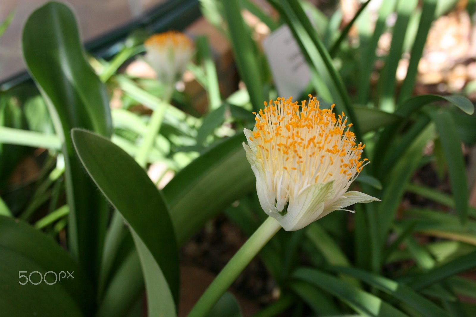 Canon EF-S 18-55mm F3.5-5.6 sample photo. Flora macro photography