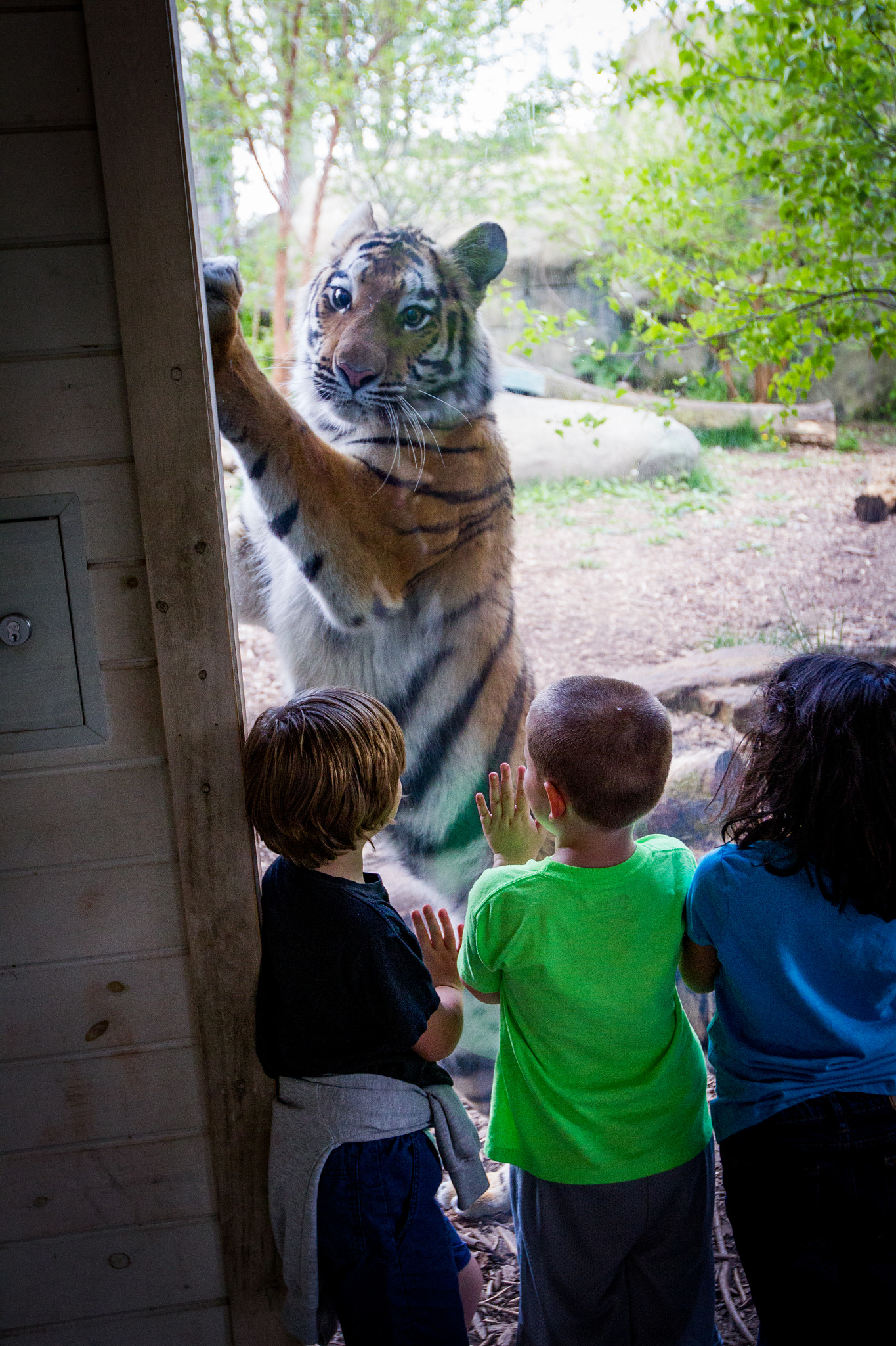 Canon EOS-1D Mark IV sample photo. Tiger playing photography