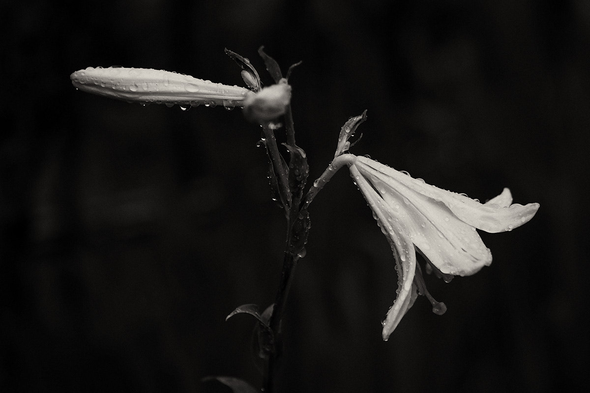 Olympus PEN E-PM2 sample photo. *** photography