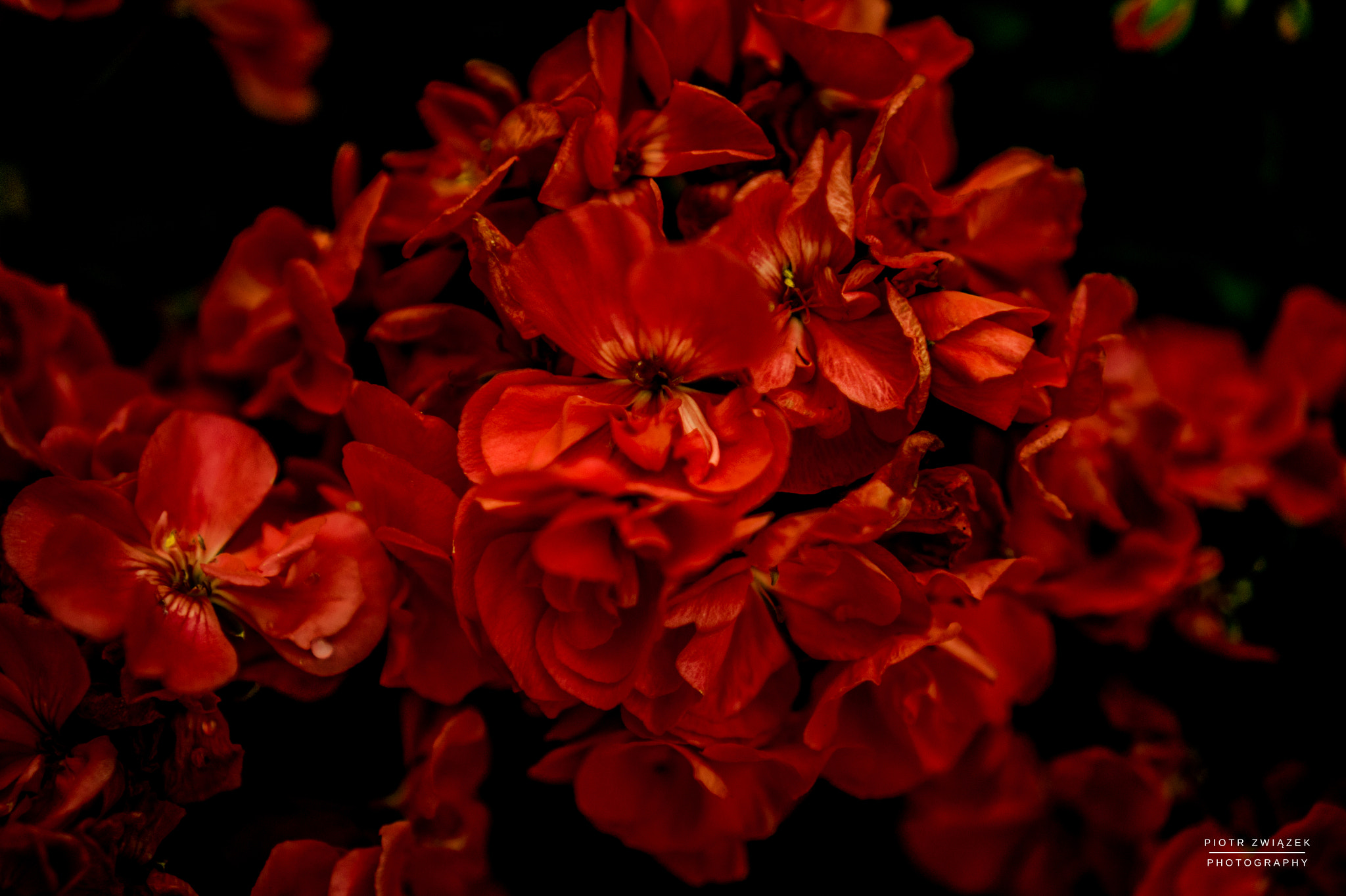Sony Alpha NEX-5 + Sony E 35mm F1.8 OSS sample photo. Red roses photography